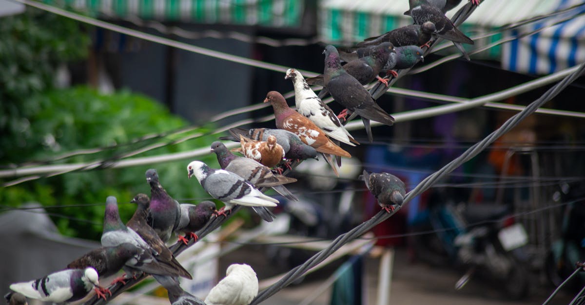 國際:第一屆世界賞鳥博覽會開幕 中捷鳥鳴閘門全球首創吸睛