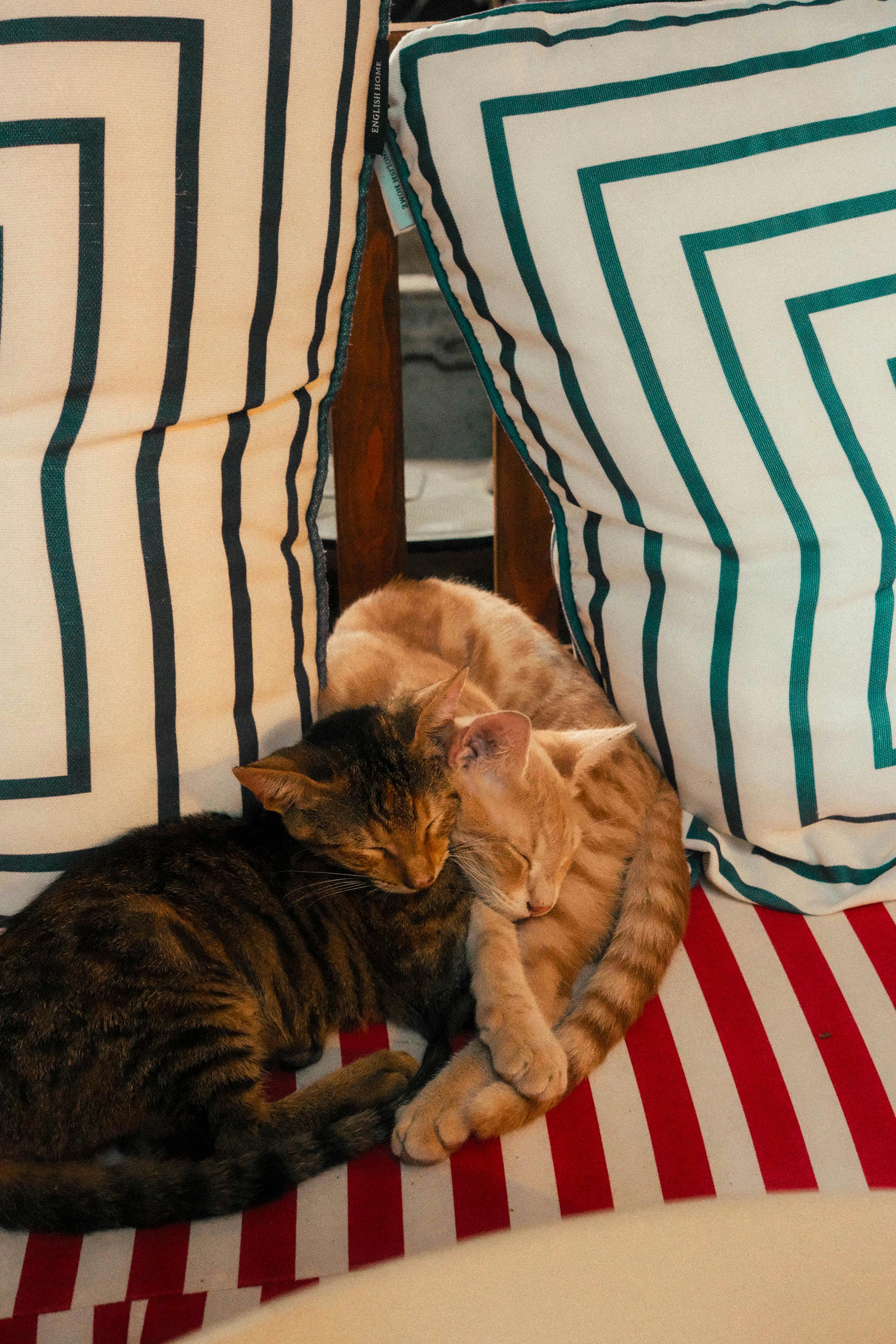 Two cats cuddling on patterned cushions in Ayvalık, Türkiye, showcasing a warm and cozy moment.