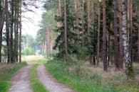 Serene Forest Path in Tranquil Woodland