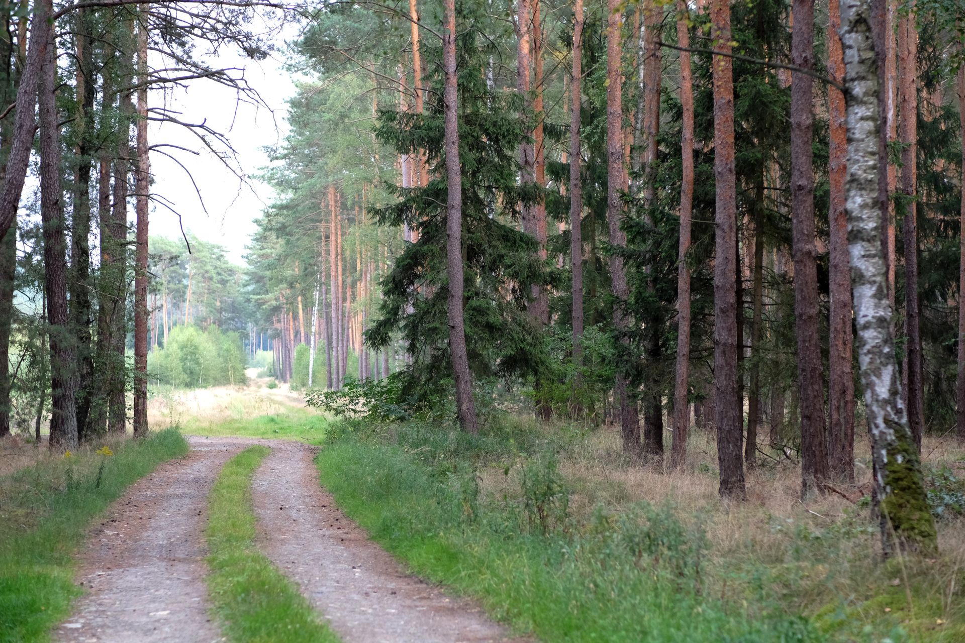 Peaceful dirt path through a lush green forest, ideal for nature walks.