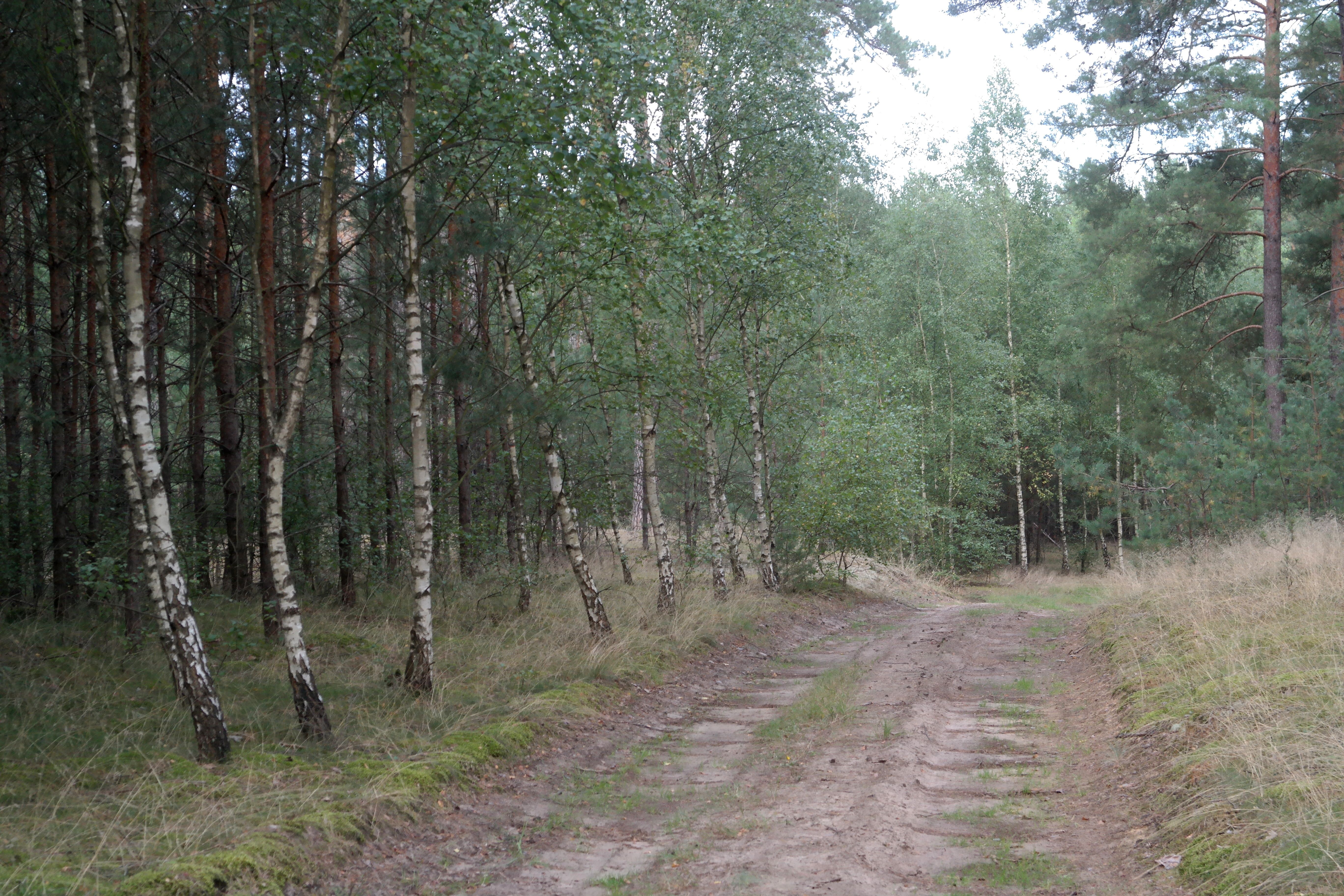 Tranquil Forest Path with Birch Trees · Free Stock Photo