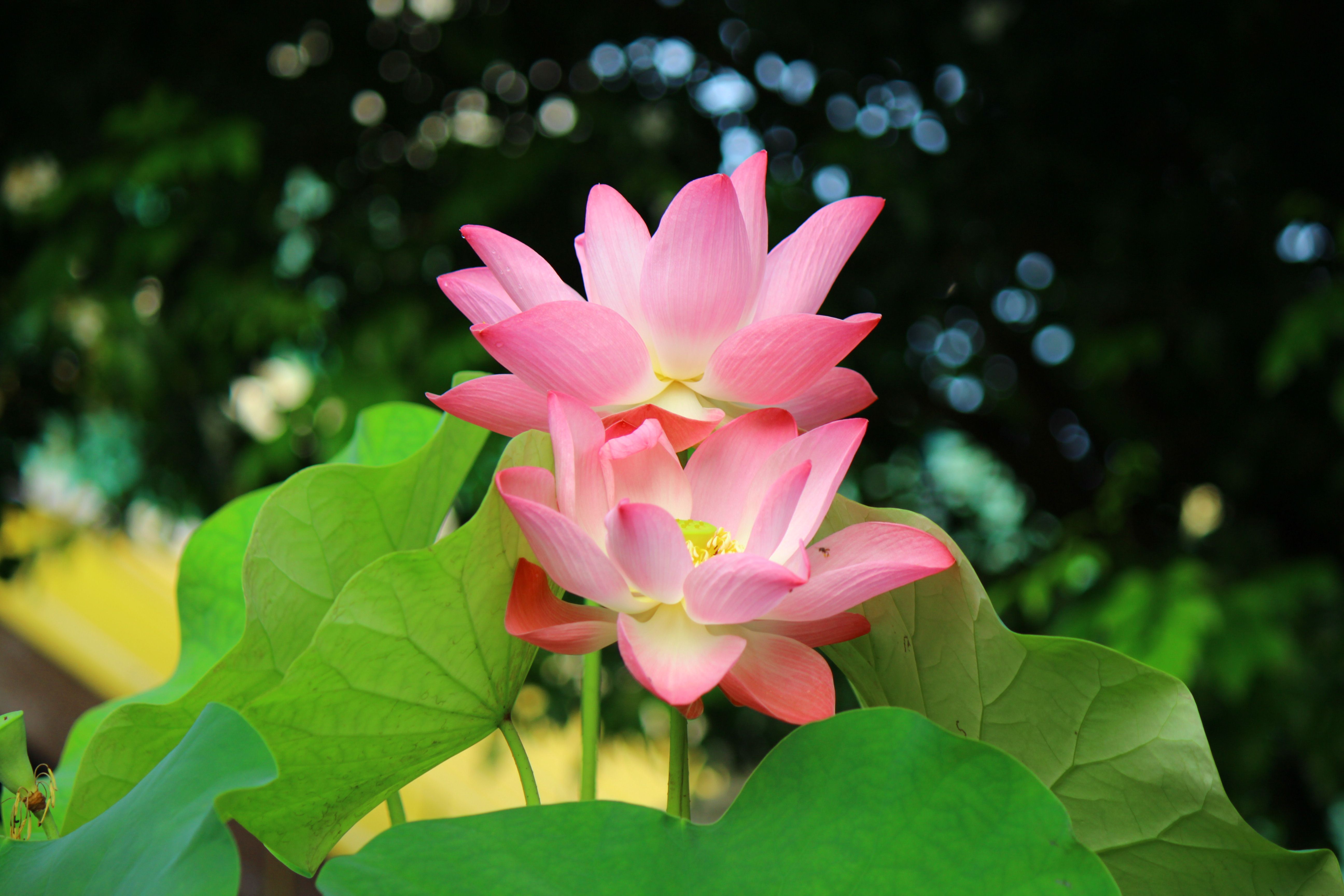 lotus root health benefits, The Digestive And Fullness Effects