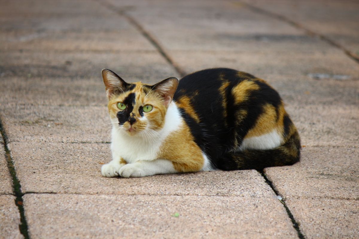 A Calico Cat on the Pavement · Free Stock Photo