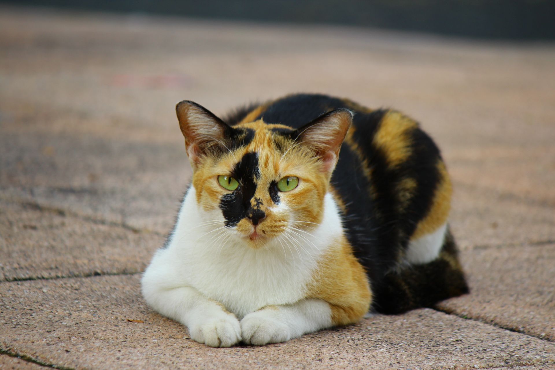 A calico cat with striking colors lies on a textured patio surface, showcasing its vibrant pattern.