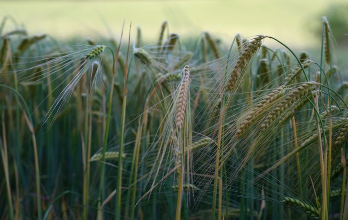 Barley crop grains
