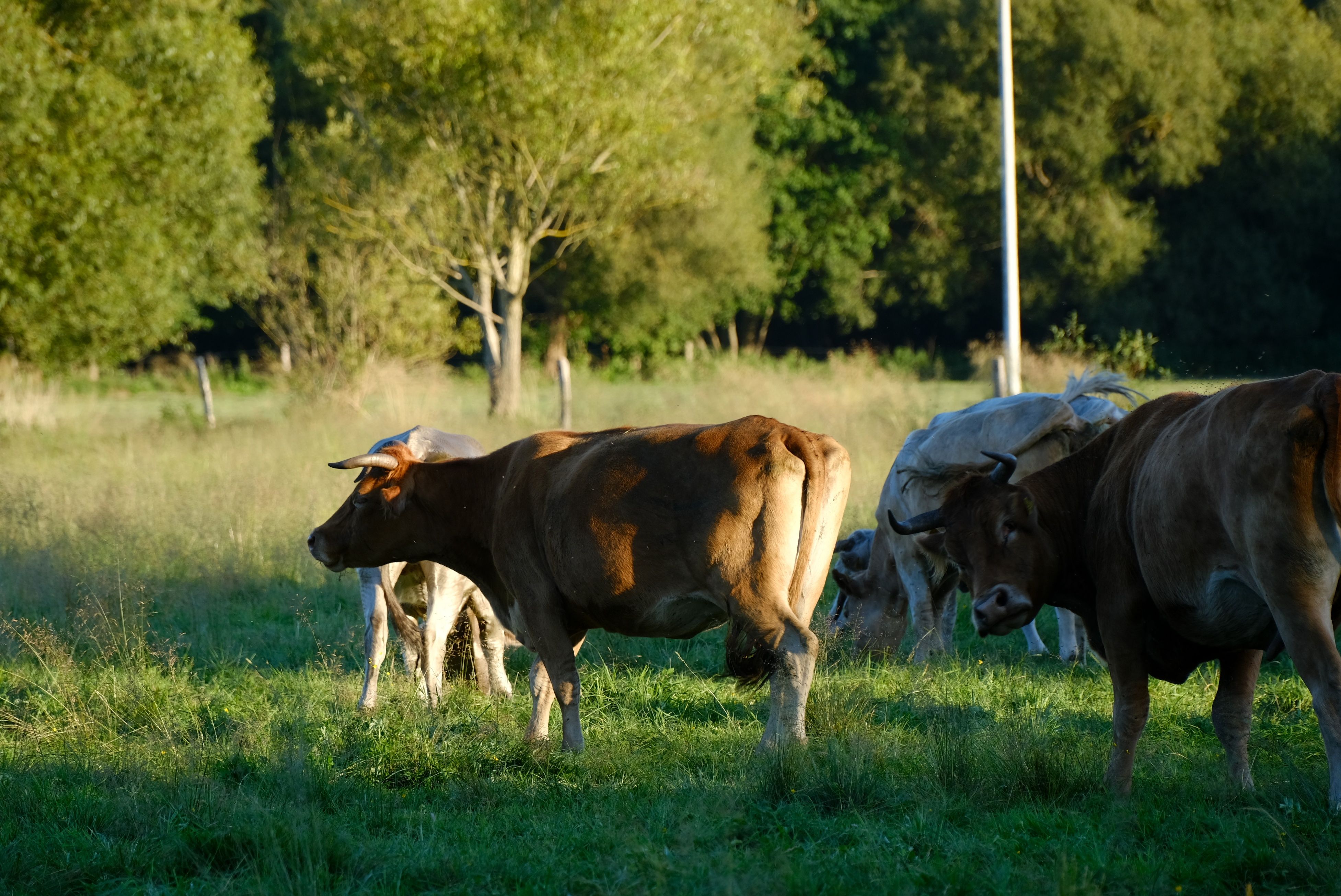 Is beef tallow actually a healthy cooking fat for you? A closer look at the evidence — Photo by Roman Biernacki on Pexels