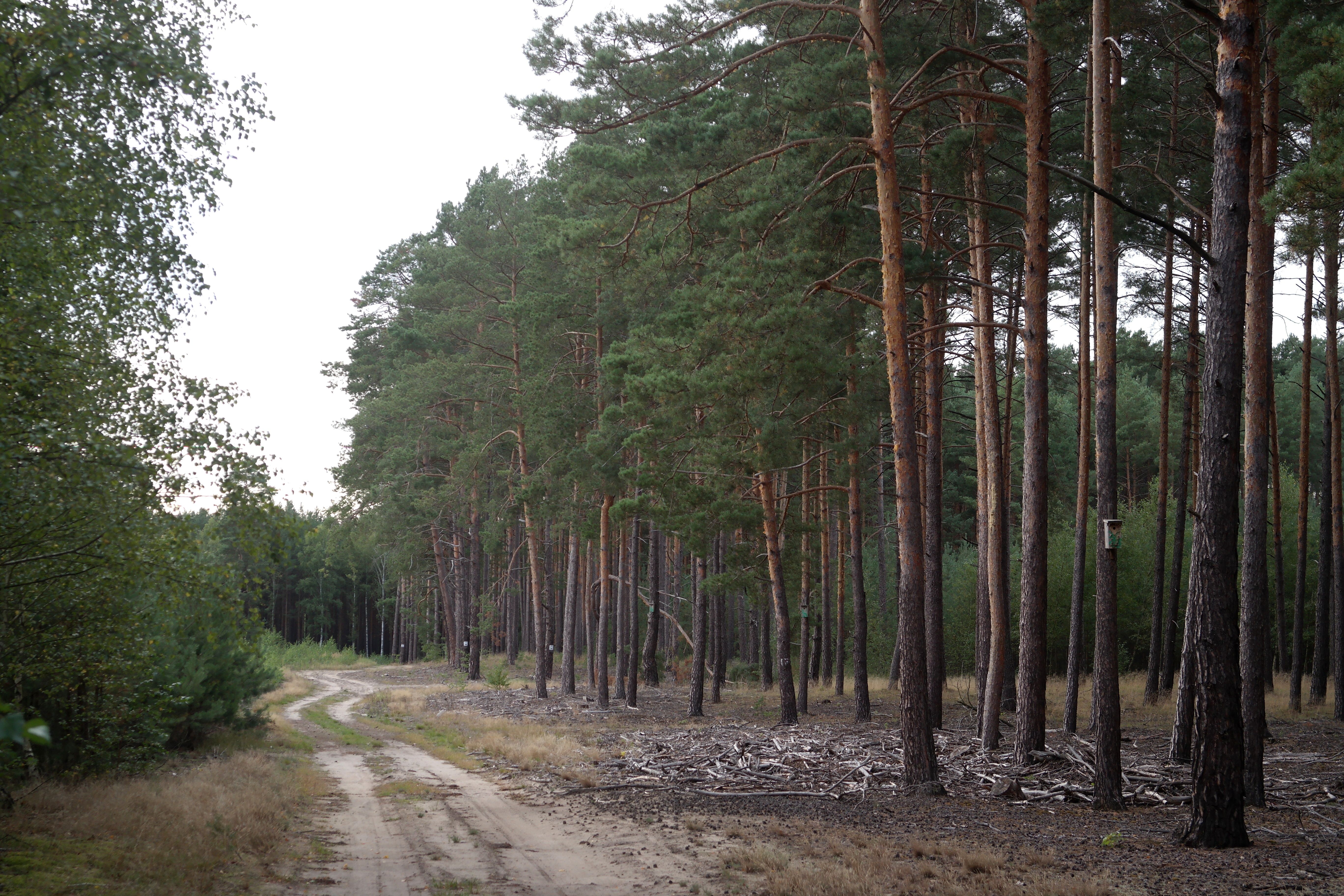 Serene Pine Forest Pathway in Late Summer · Free Stock Photo