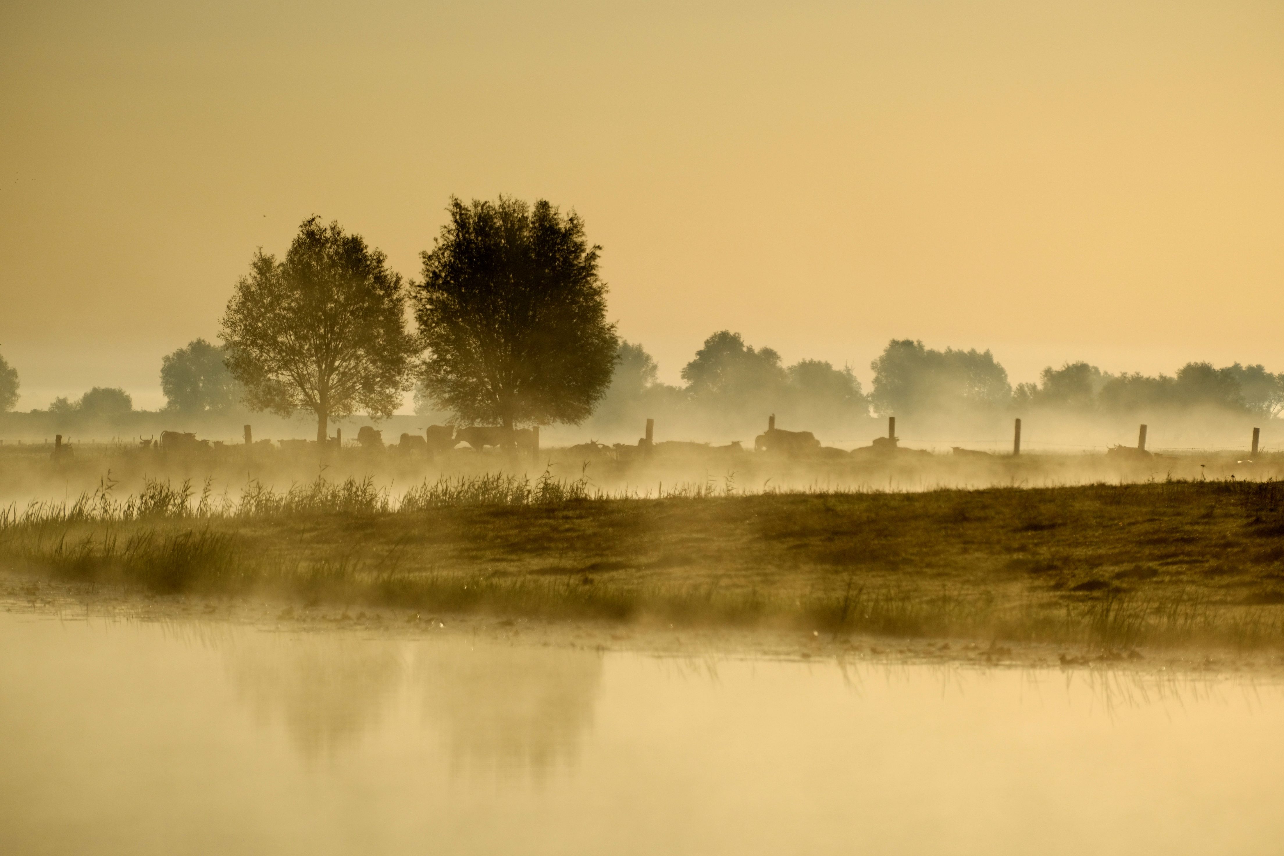 Serene Morning Landscape with Misty Trees and Reflection · Free Stock Photo