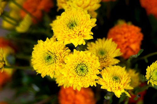 Free Vivid close-up of yellow and orange chrysanthemums in full bloom. Stock Photo