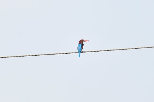 Closeup of a White-Throated Kingfisher on a wire in Odisha, India, showcasing vivid colors.