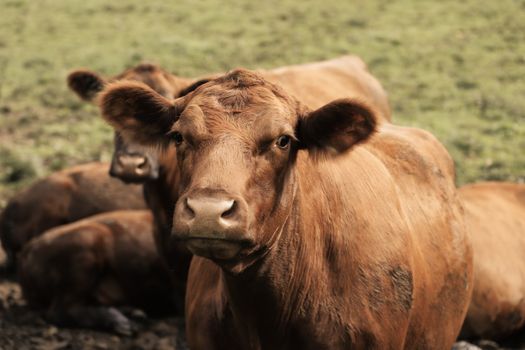 Why Australian Beef Is Now Cheaper Than Canadian Beef at Grocery Stores