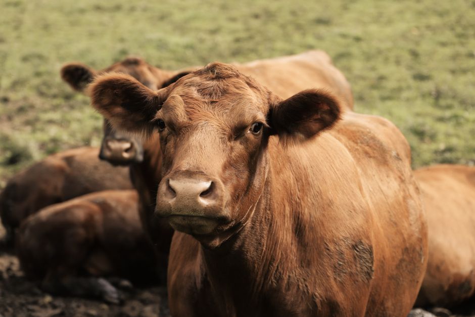 Why Australian Beef Is Now Cheaper Than Canadian Beef at Grocery Stores