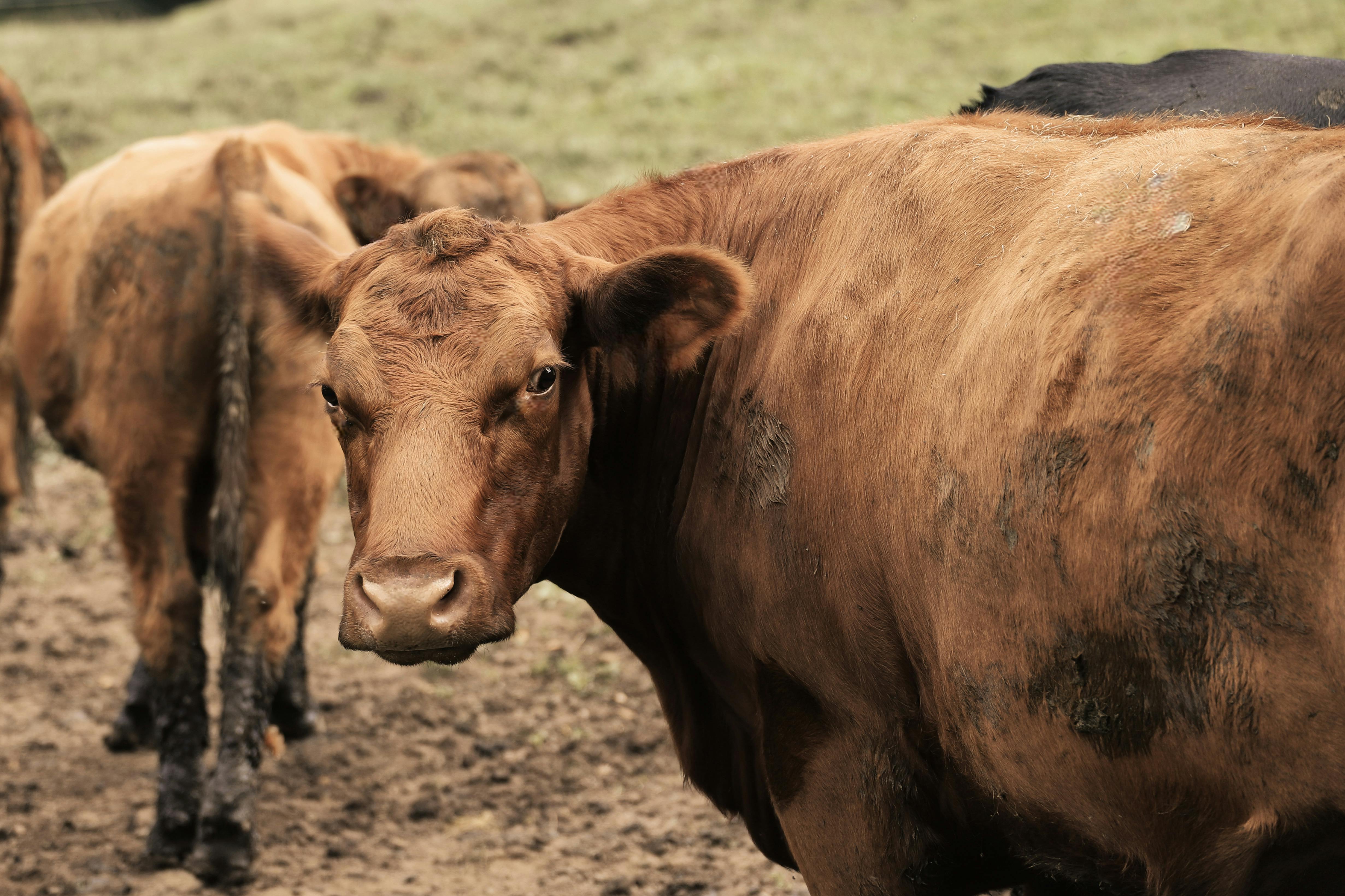 財經：中國企業500強出爐：大市場助力大企業快速成長