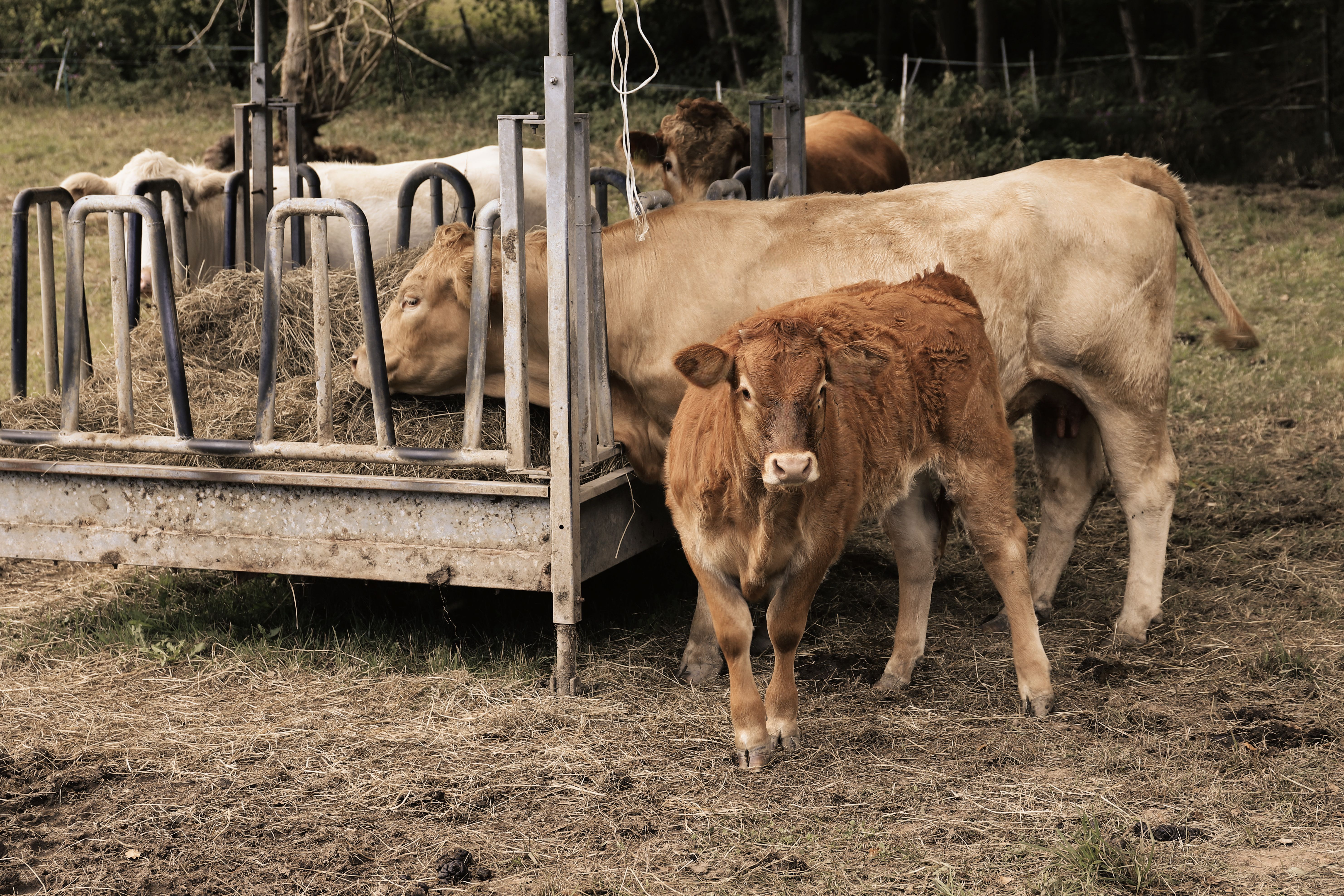 Essential Equipment for Beginner Cattle Keepers: A Comprehensive Guide