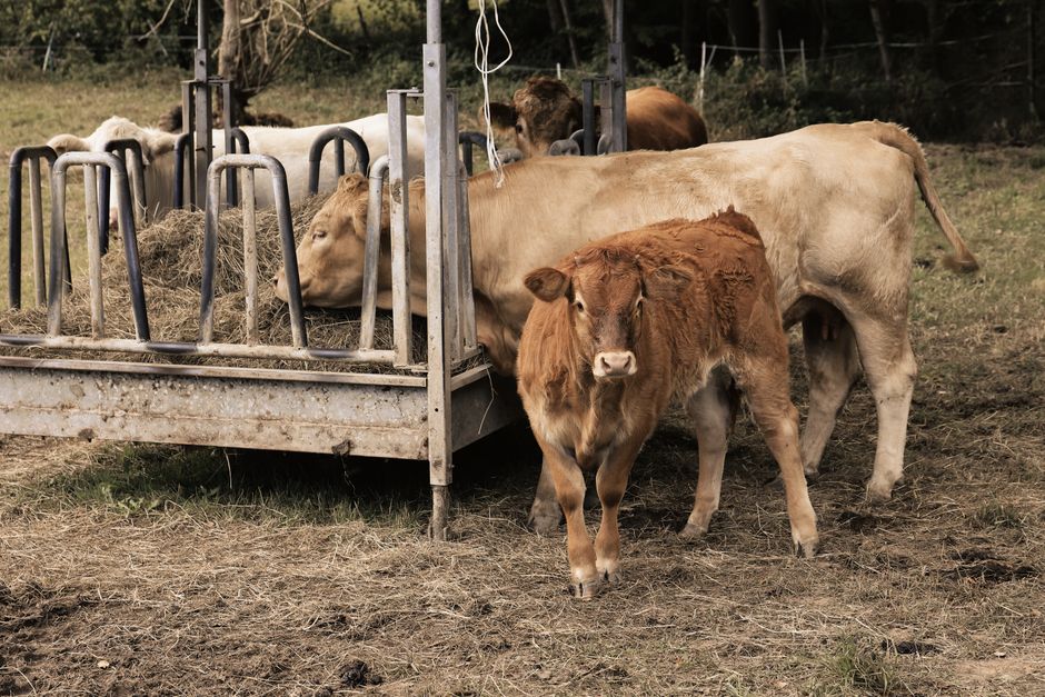 Essential Equipment for Beginner Cattle Keepers: A Comprehensive Guide Essential Equipment for Beginner Cattle Keepers: A Comprehensive Guide