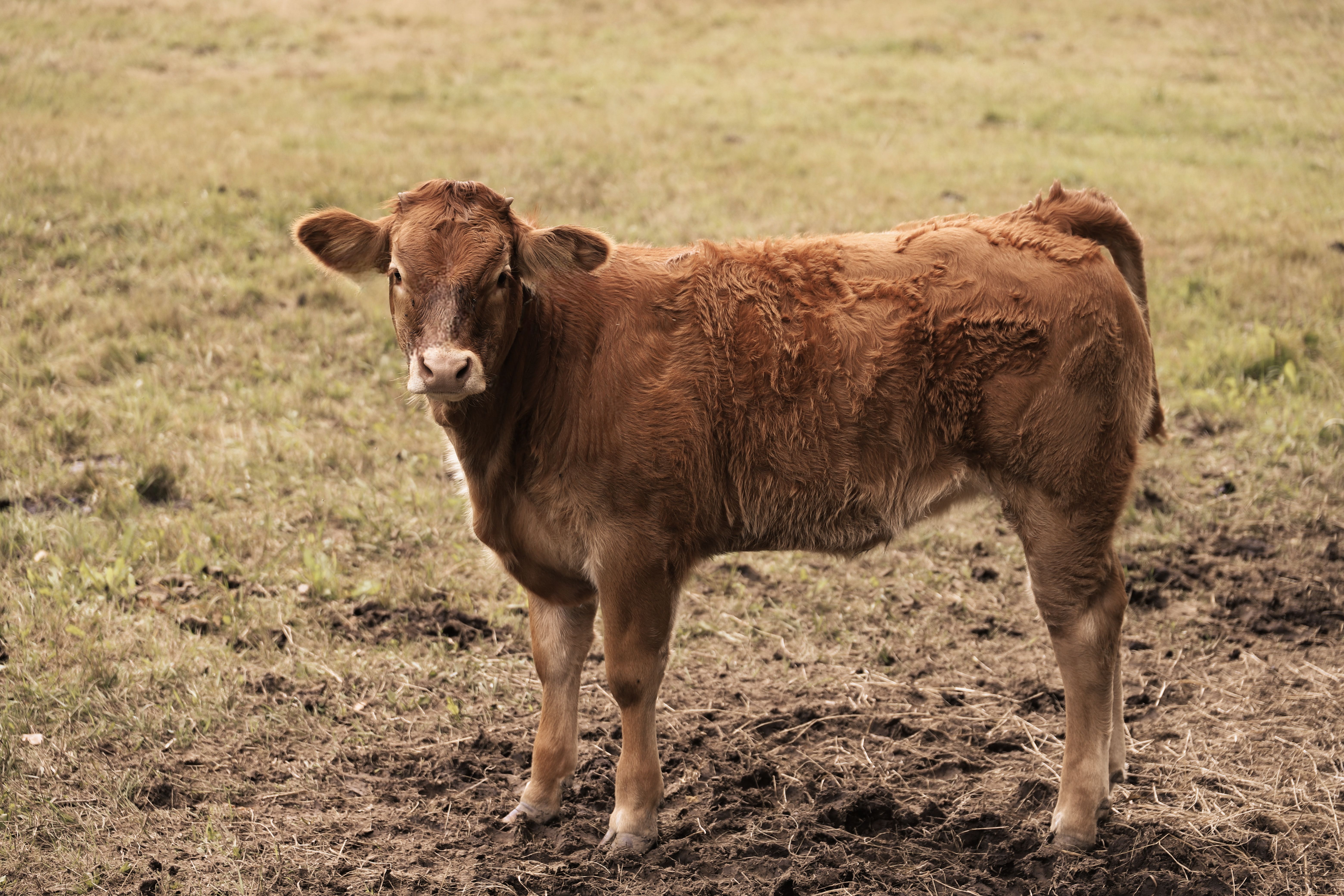 The Ultimate Cattle Farm Checklist for Land and Acreage Management