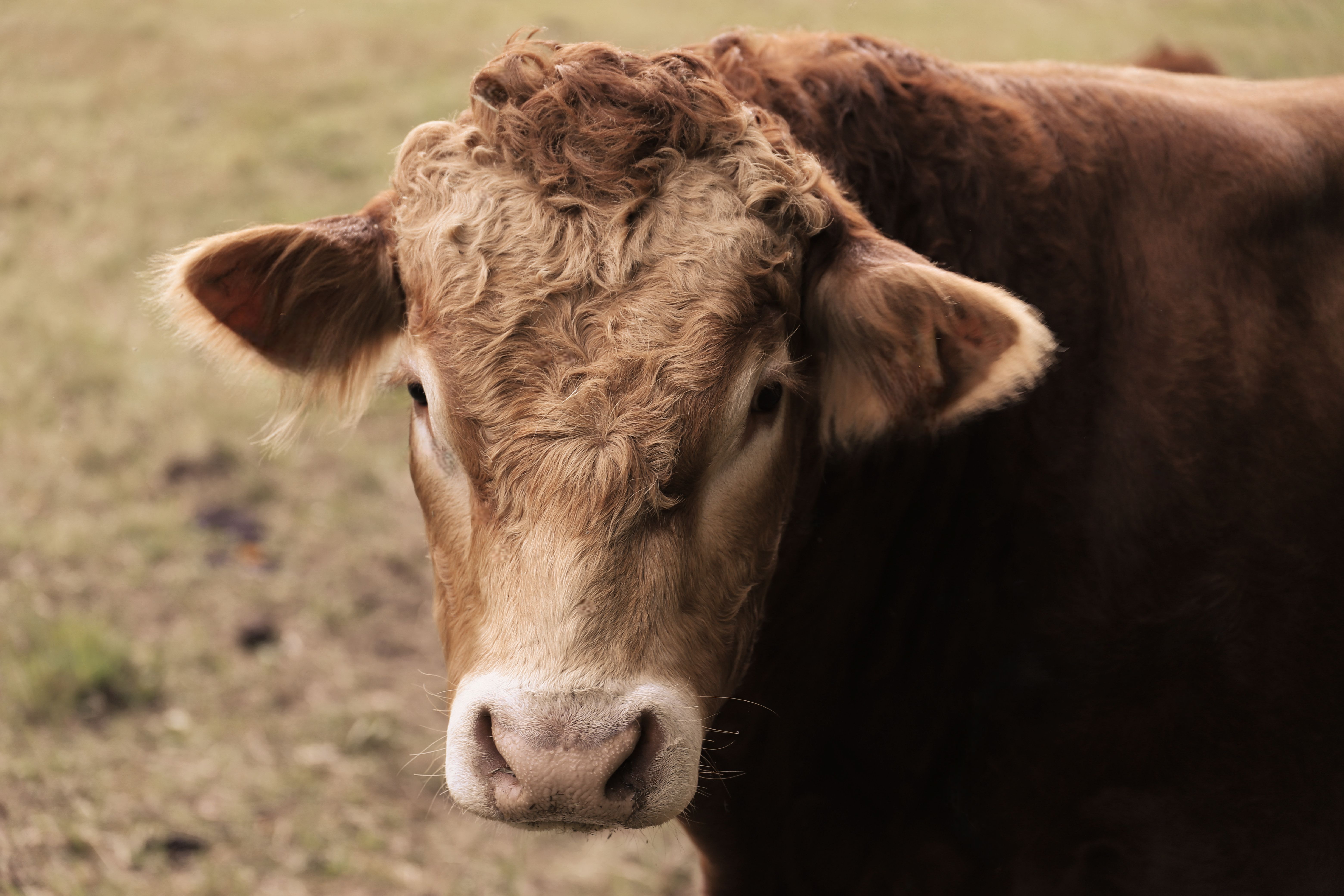 Veterinary care for a cow