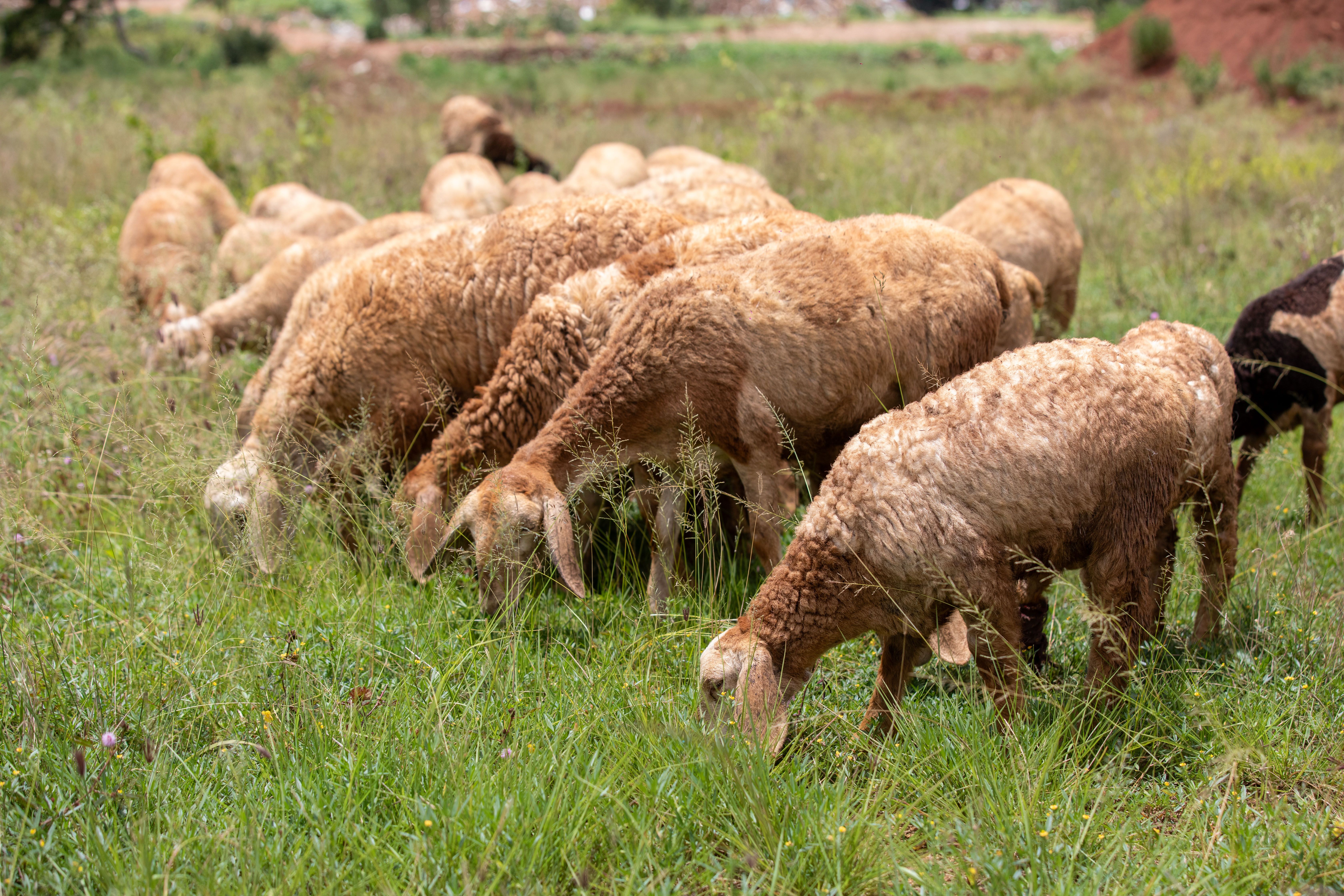 Flock of Sheep Grazing in a Green Pasture · Free Stock Photo