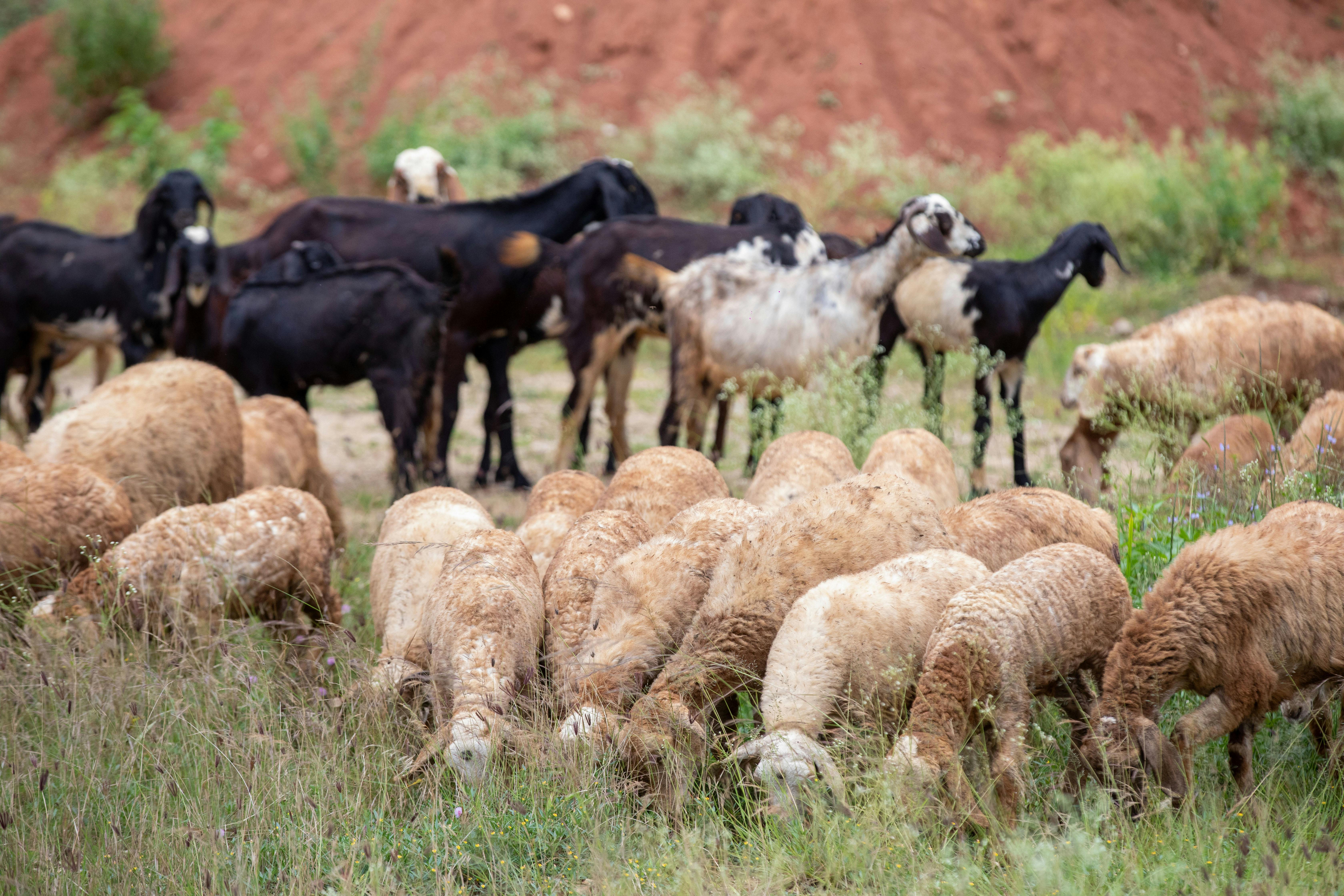 Eco-Friendly Farming Techniques for a Sustainable Future