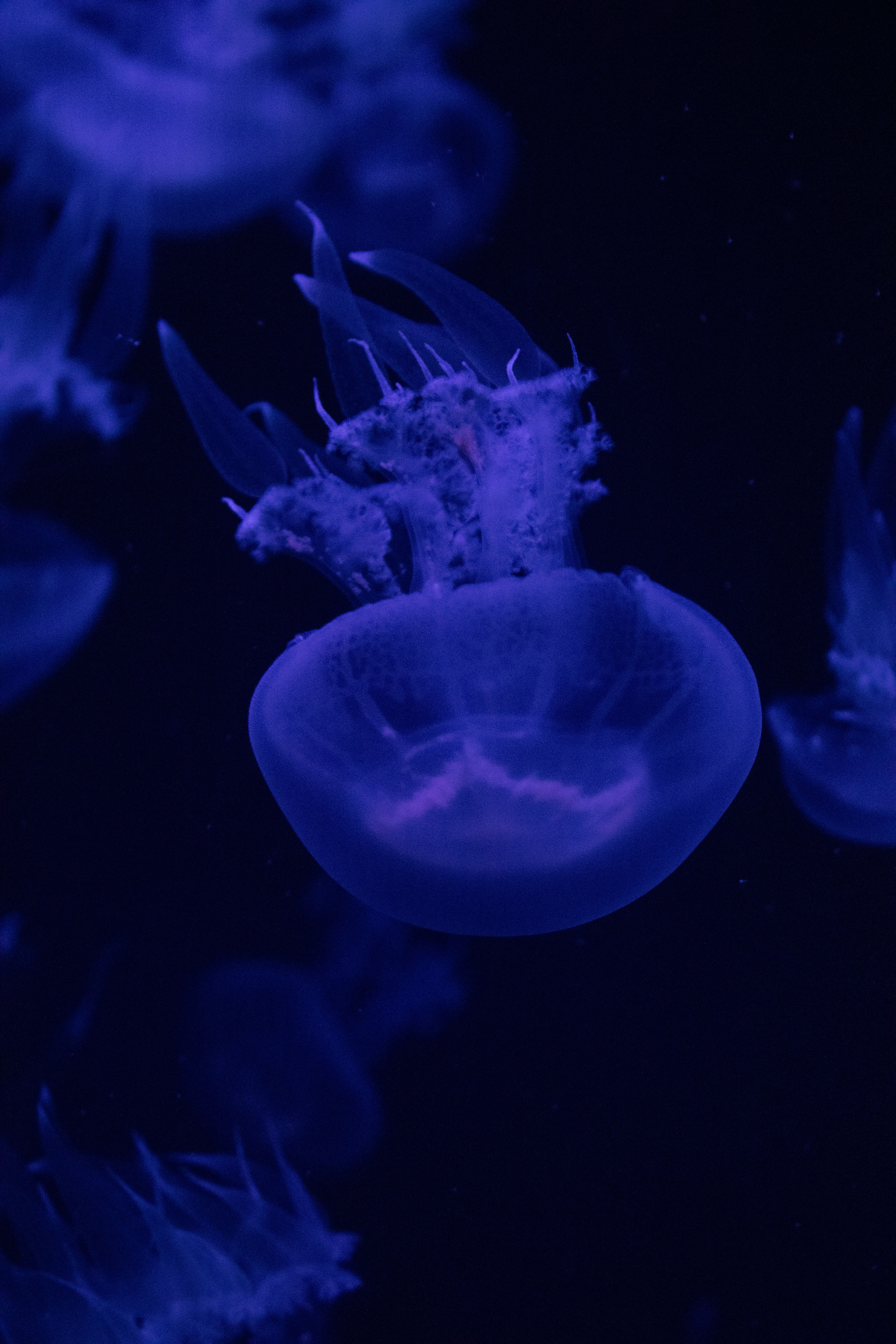 Captivating view of glowing jellyfish in dark ocean water.