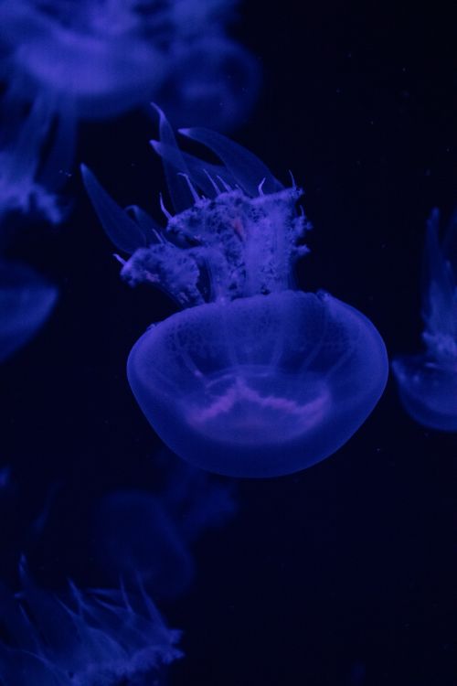 Why Do They Look Like That? The Bizarre Evolutionary Traits of Deep-Sea Marine Life