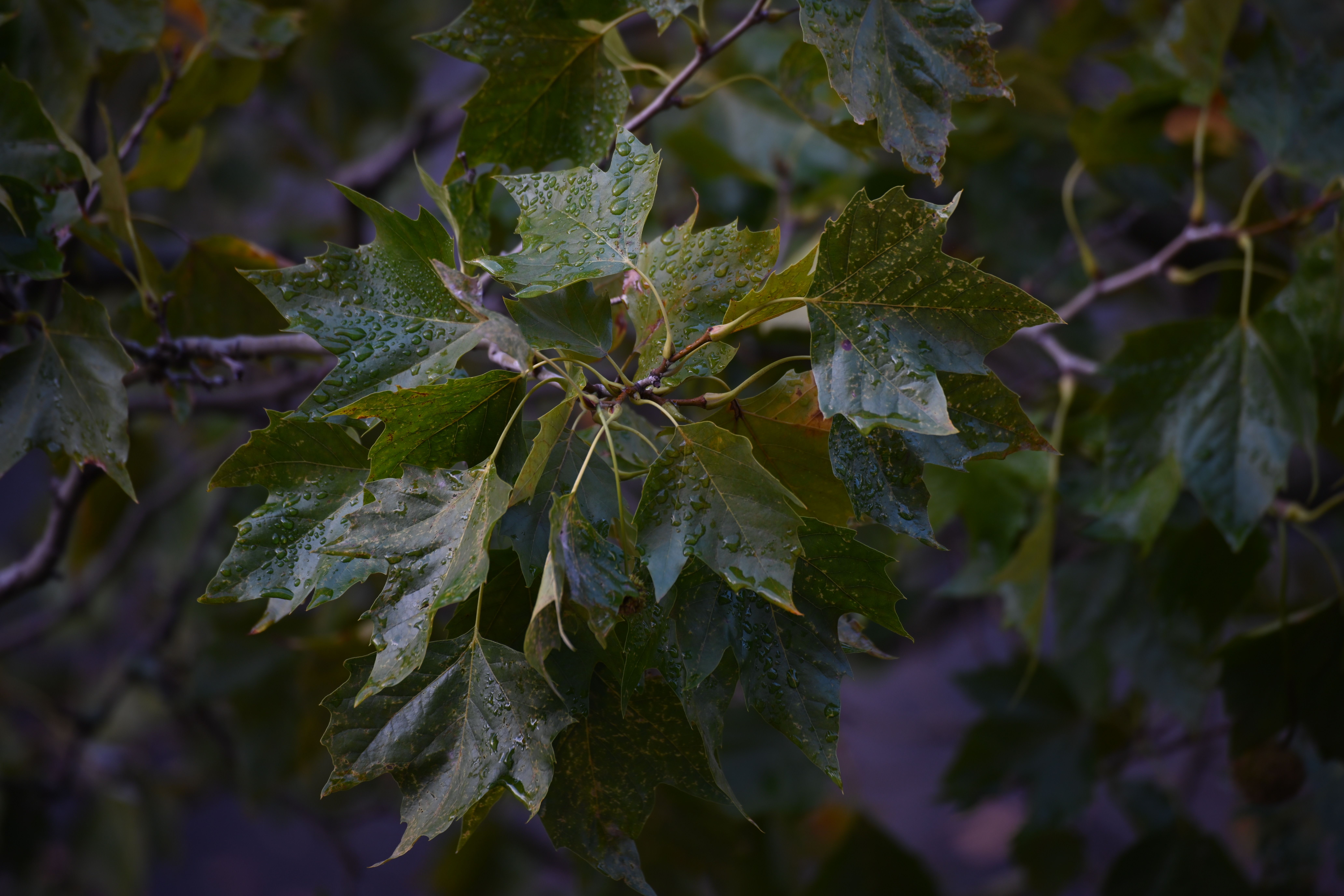 Rain droplets beading on green and red maple leaves
