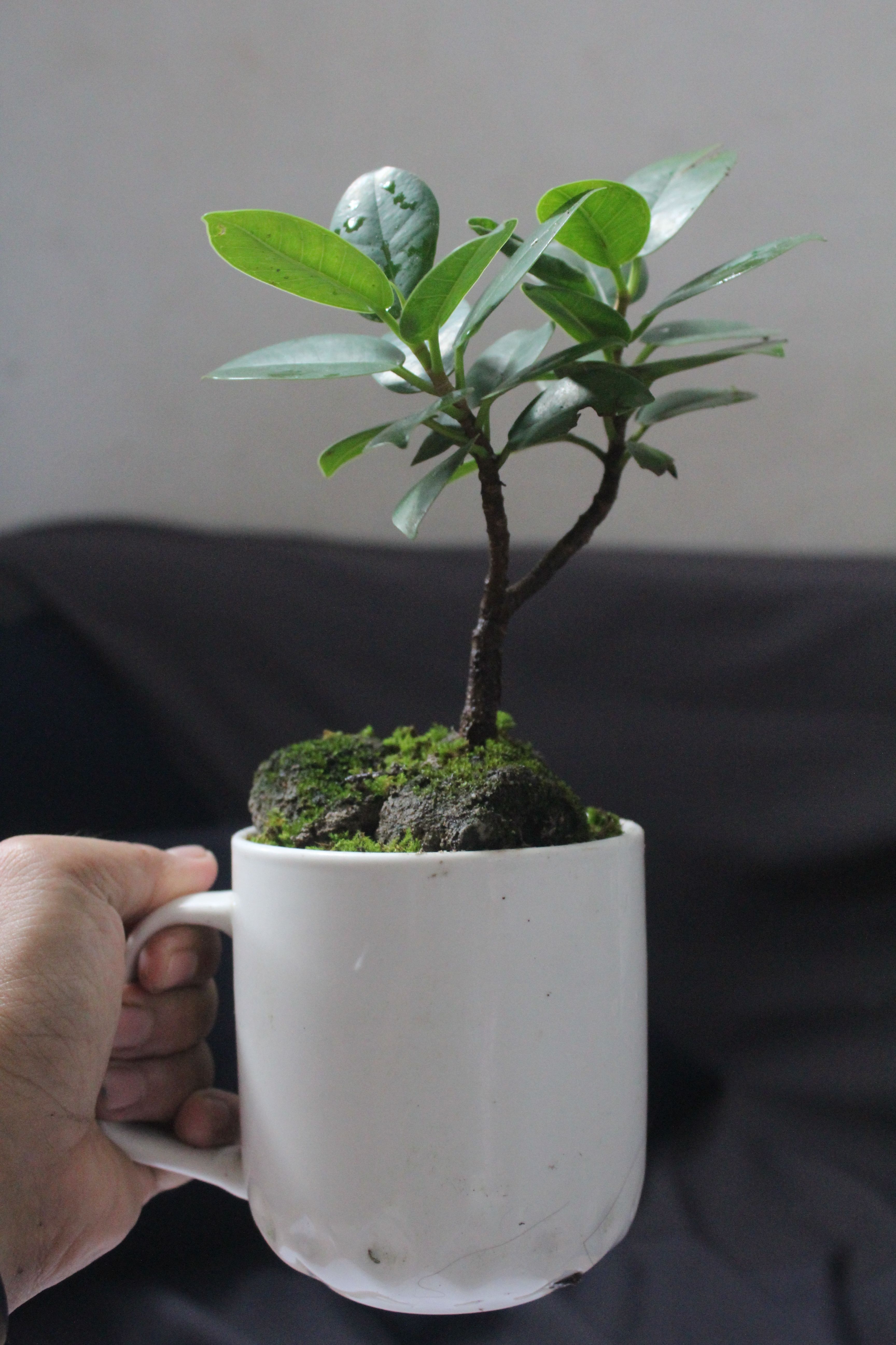 Bonsai Auf Weiem Hintergrund  Kostenloses Stock-Foto