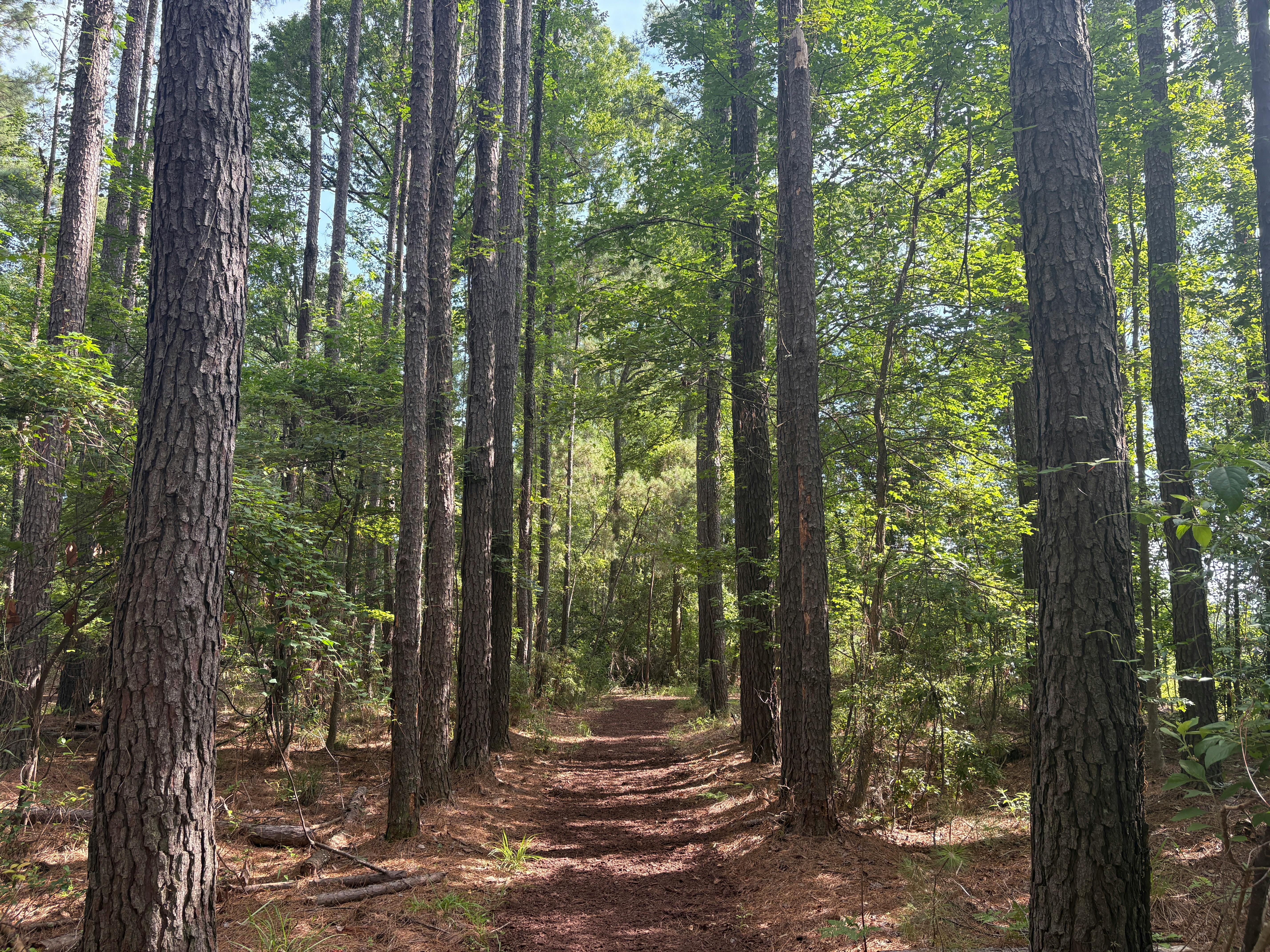2026 Forests Deals: US Investment Forecast – Maximize Your ROI