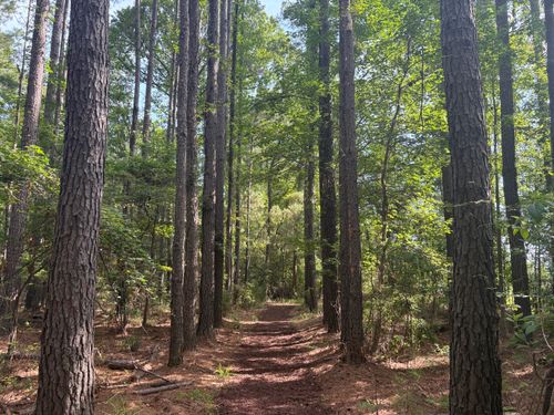 Free Discover a peaceful forest trail in Bluffton, South Carolina, surrounded by tall trees on a sunny day. Stock Photo