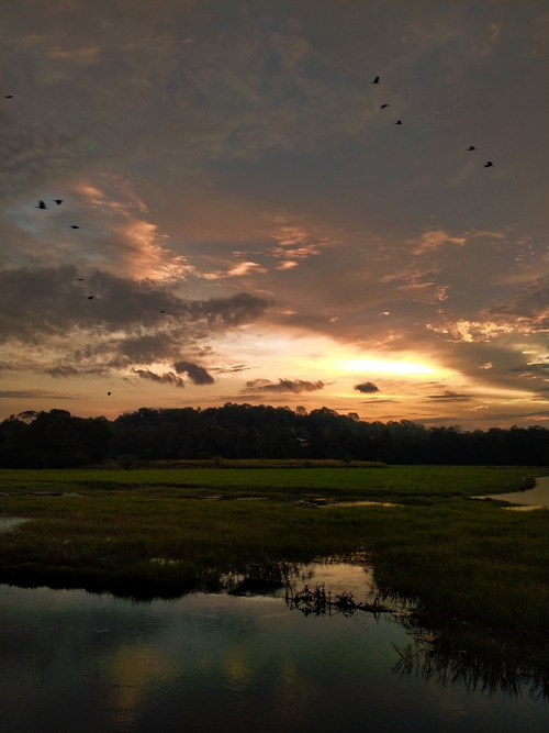 Free A calm sunset reflecting over lush wetlands with birds in flight, evoking peace and nature's beauty. Stock Photo