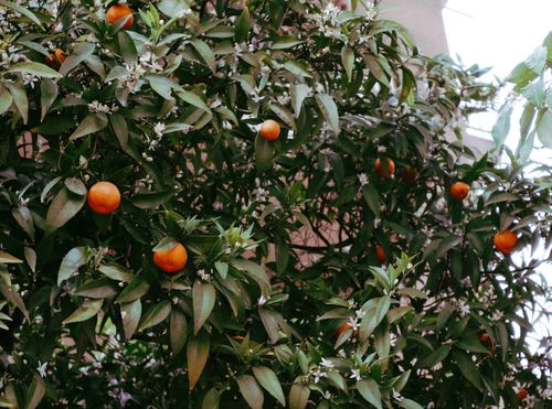 Free Lush orange tree full of ripe fruits and blossoms in a city garden setting. Vibrant and fresh scene. Stock Photo