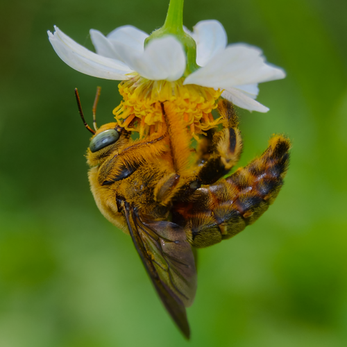 Free Close-up of a vibrant carpenter bee pollinating a flower, showcasing intricate insect details and natural beauty. Stock Photo
