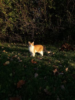 An orange and white cat stands in a sunlit field with autumn leaves scattered around.
