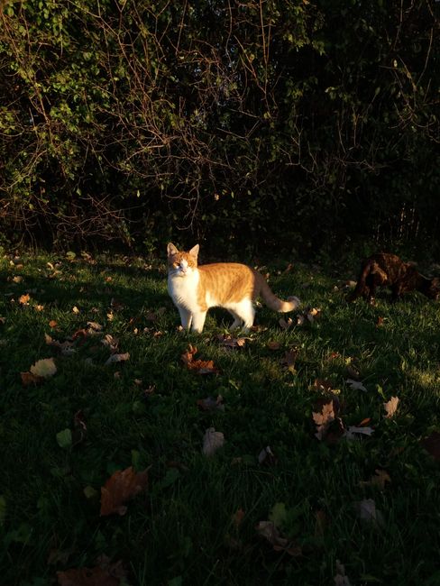 An orange and white cat stands in a sunlit field with autumn leaves scattered around.