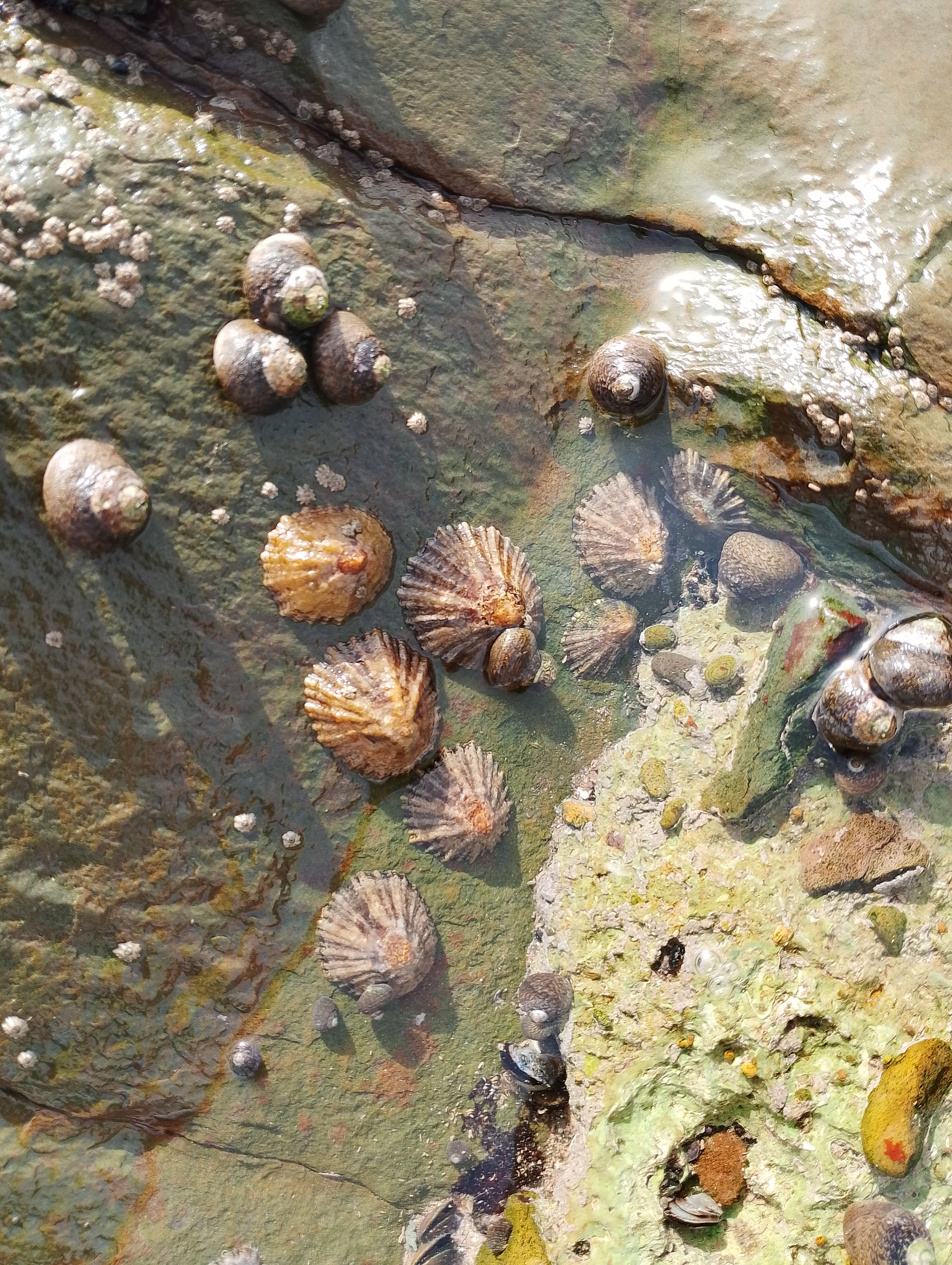 Country Diary: Protecting Limpets and Marine Life During Summer Holidays at Lyme Regis