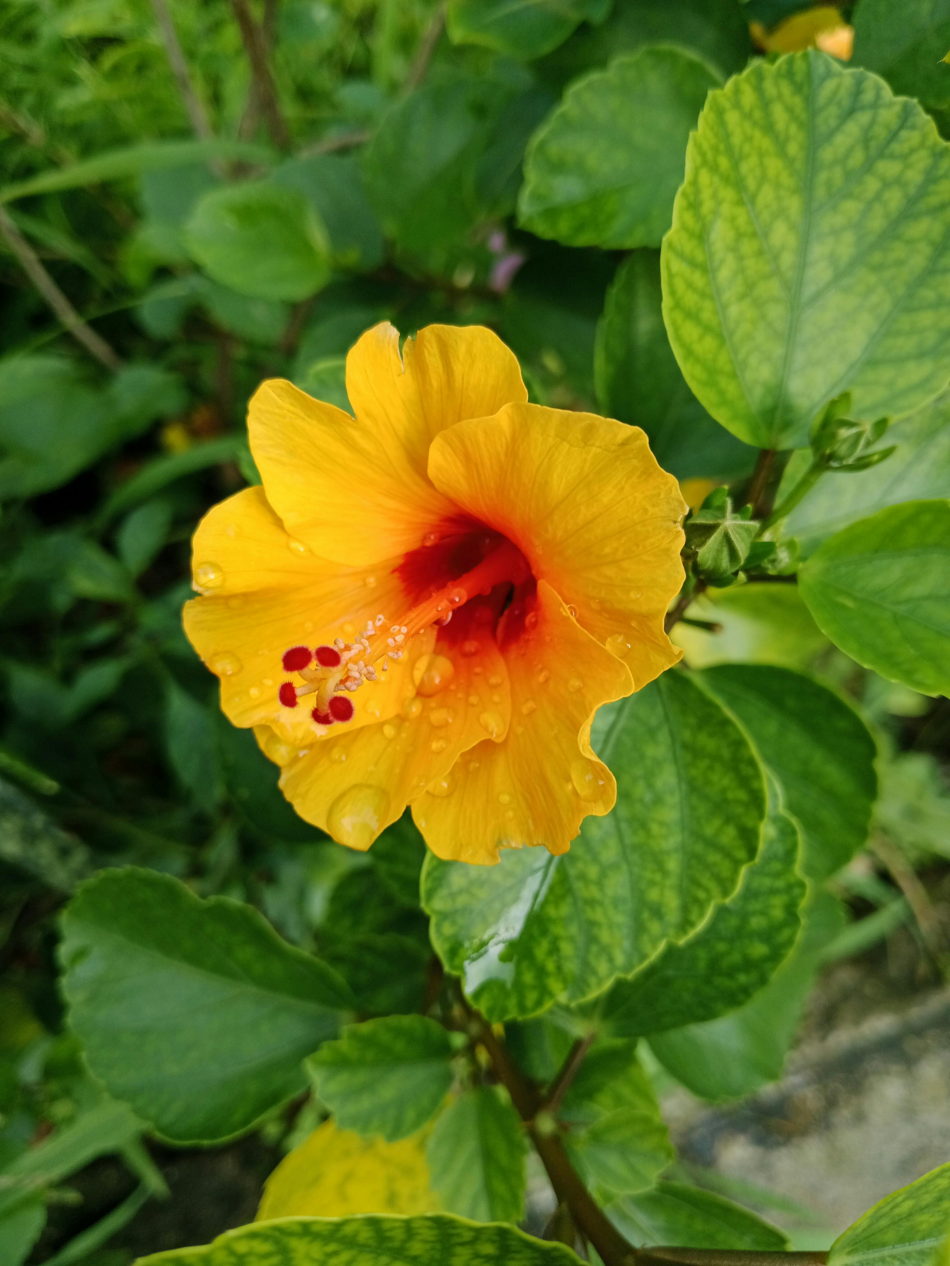 [ColoSach]-close-up-of-a-vibrant-yellow-hibiscus-flower-with-fresh-morning-dew,-captured-outdoors-in-lush-greenery.