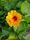 hibiscus flower