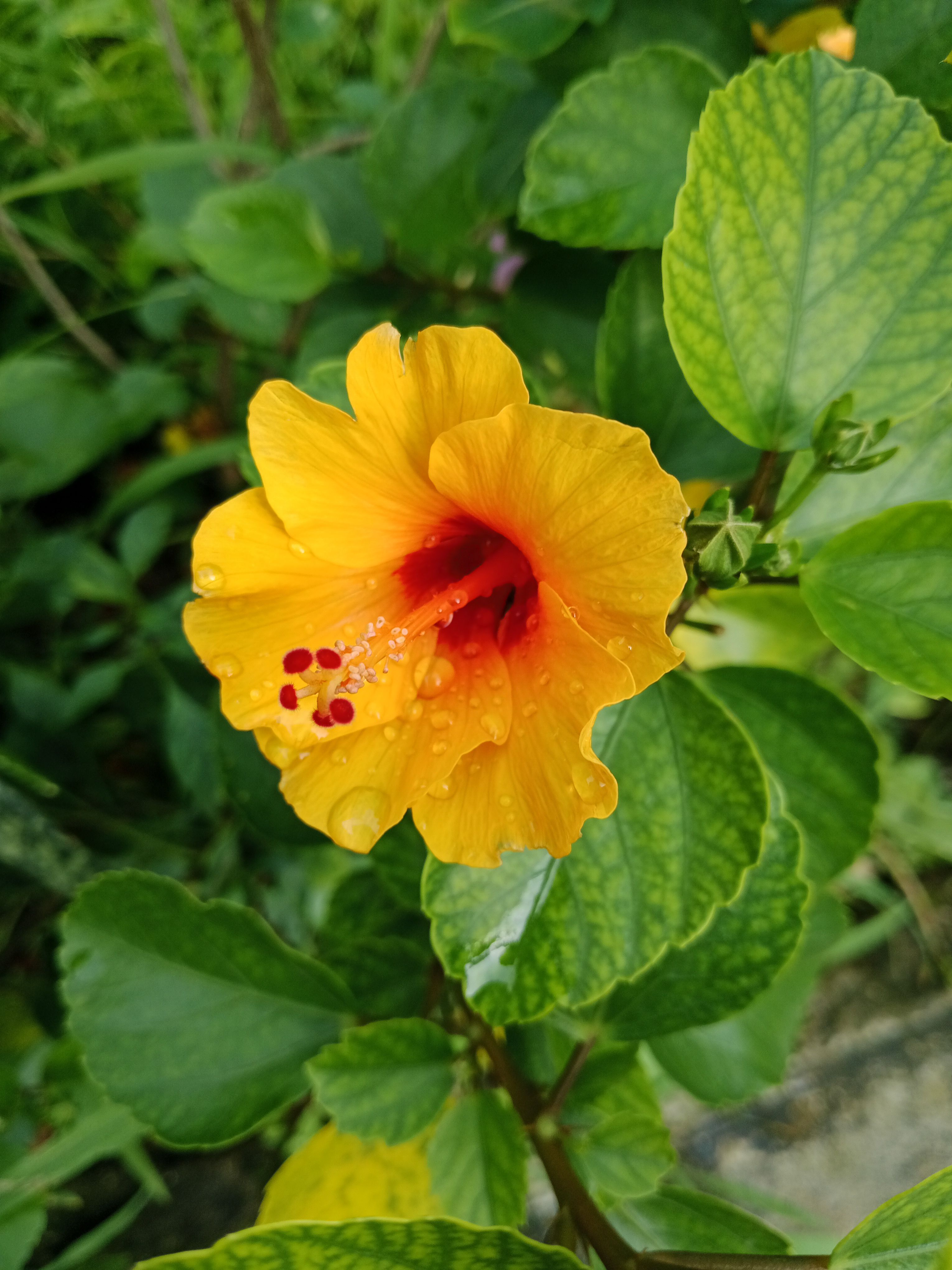 Vibrant Yellow Hibiscus in Bloom Outdoors · Free Stock Photo