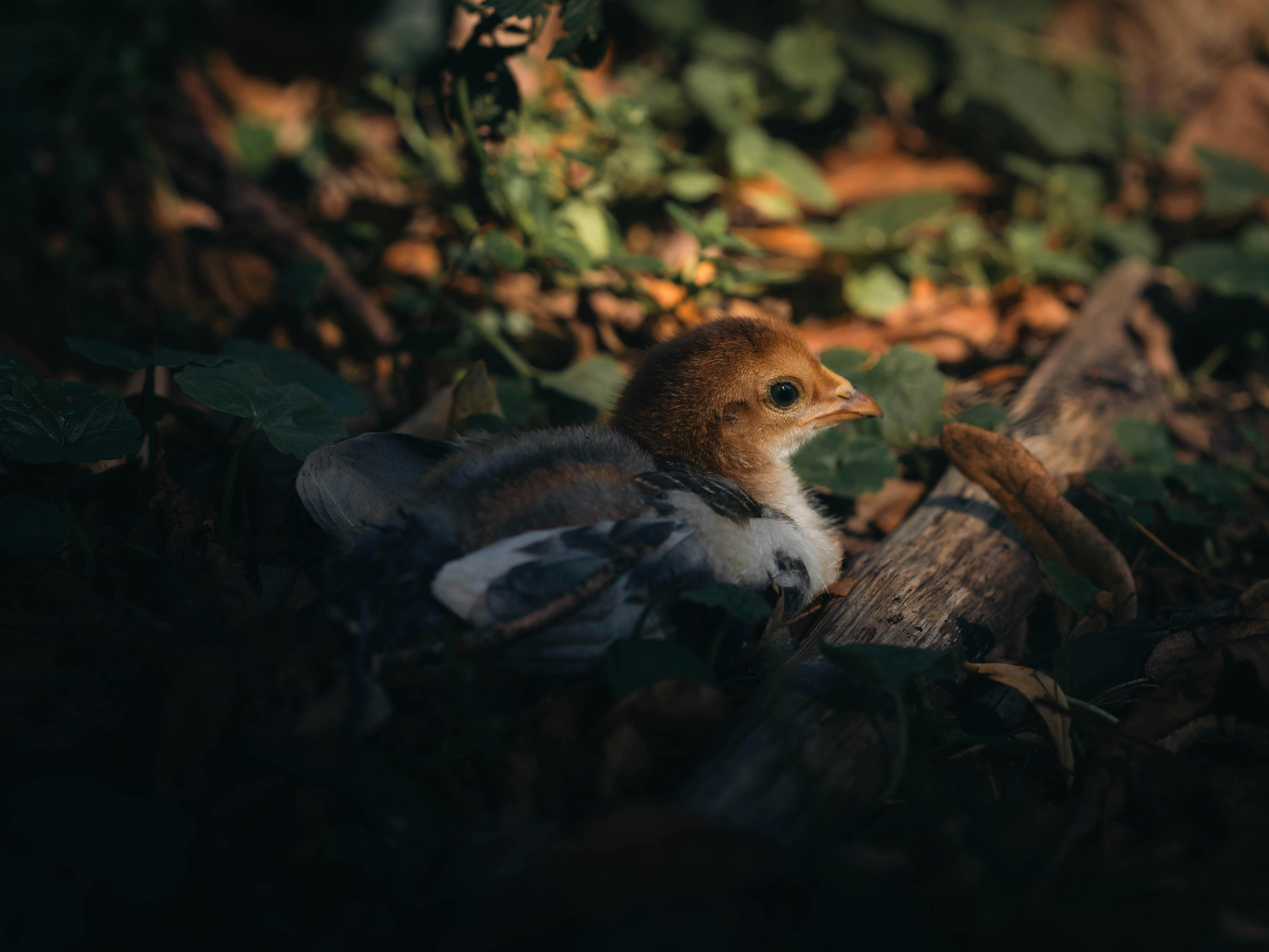 國際：第一屆世界賞鳥博覽會開幕 中捷鳥鳴閘門全球首創吸睛