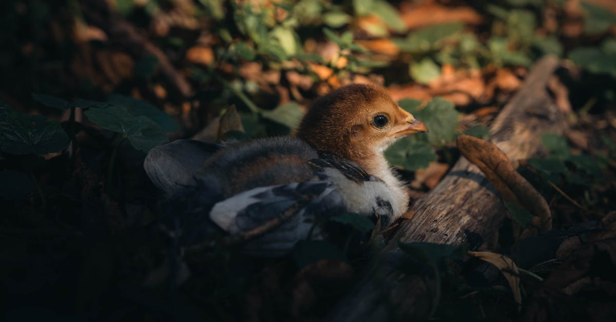 國際:第一屆世界賞鳥博覽會開幕 中捷鳥鳴閘門全球首創吸睛