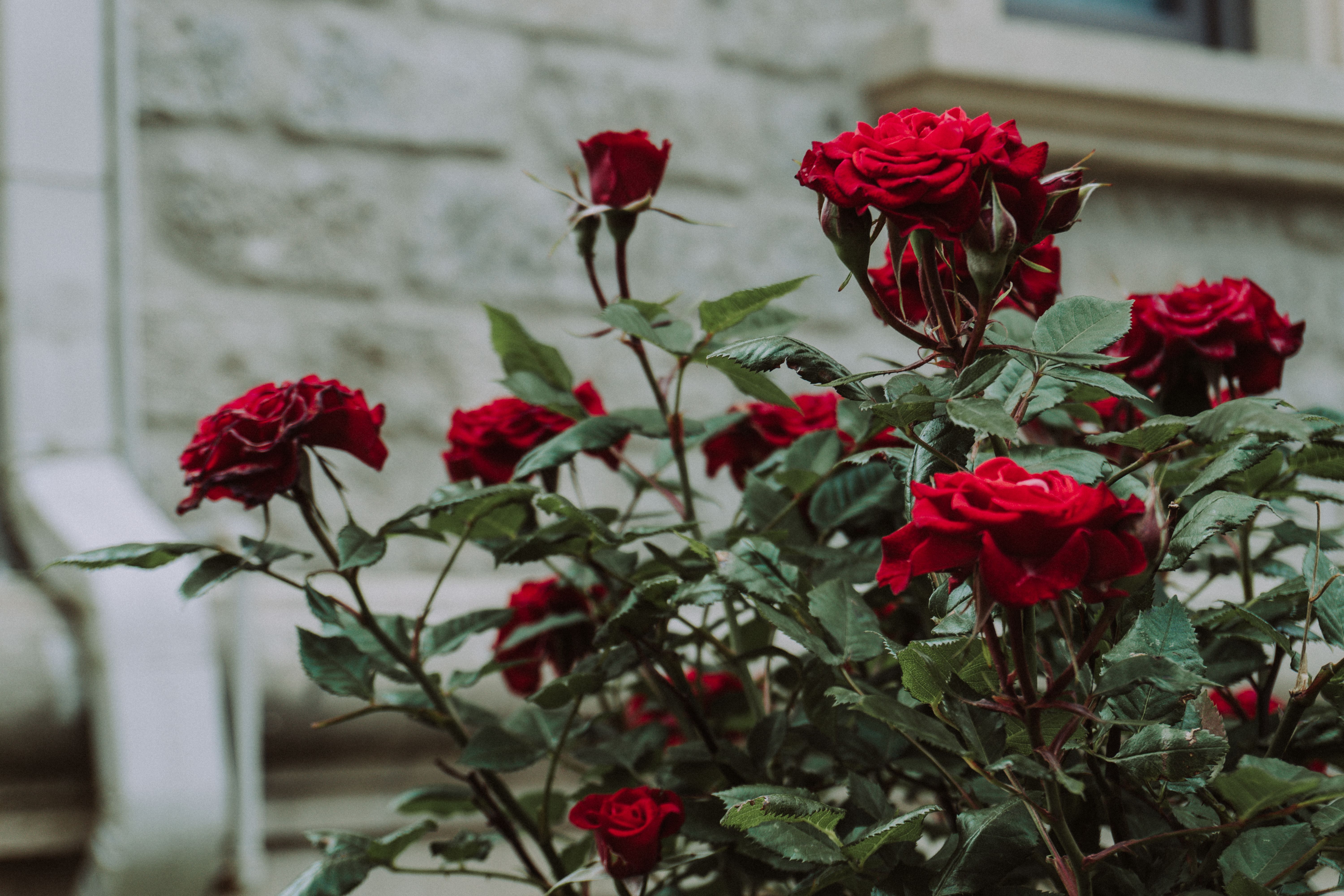 Beautiful Red Roses in Urban Garden Setting · Free Stock Photo