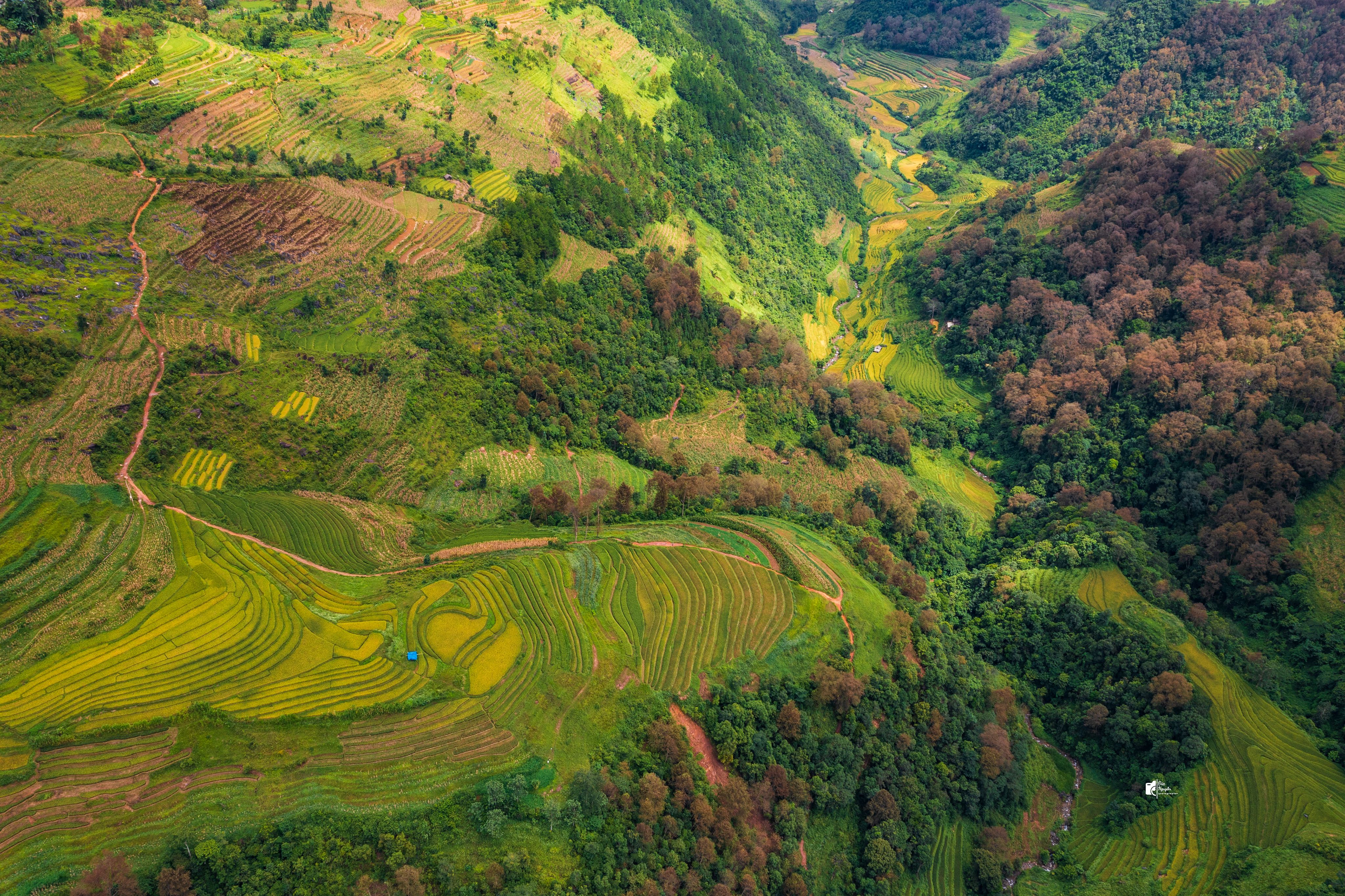 Aerial View of Lush Green Terraced Rice Fields · Free Stock Photo