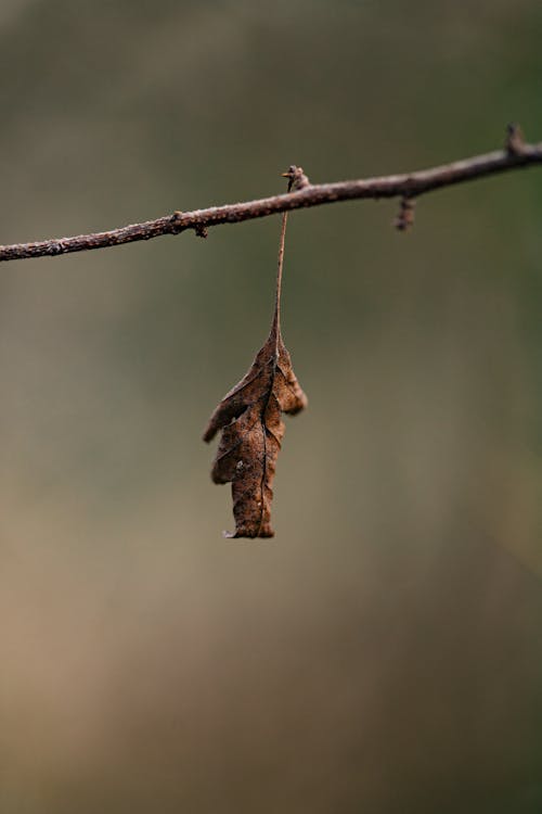 Kostenloses Stock Foto zu ast, blatt, herbst