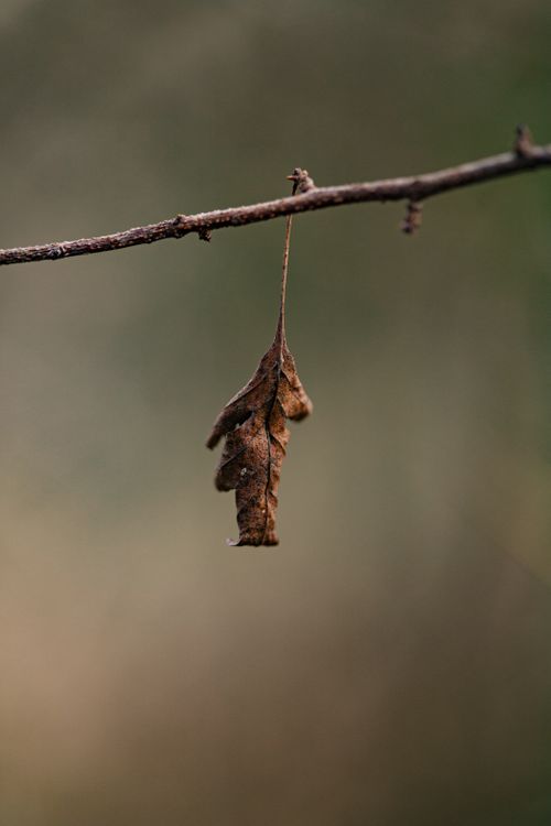 Free Detailed shot of a dry, brown leaf hanging from a branch, representing autumn's change. Stock Photo