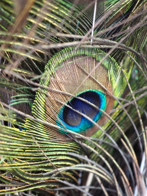 Free Detailed macro shot of a vibrant peacock feather showcasing intricate patterns and colors. Stock Photo