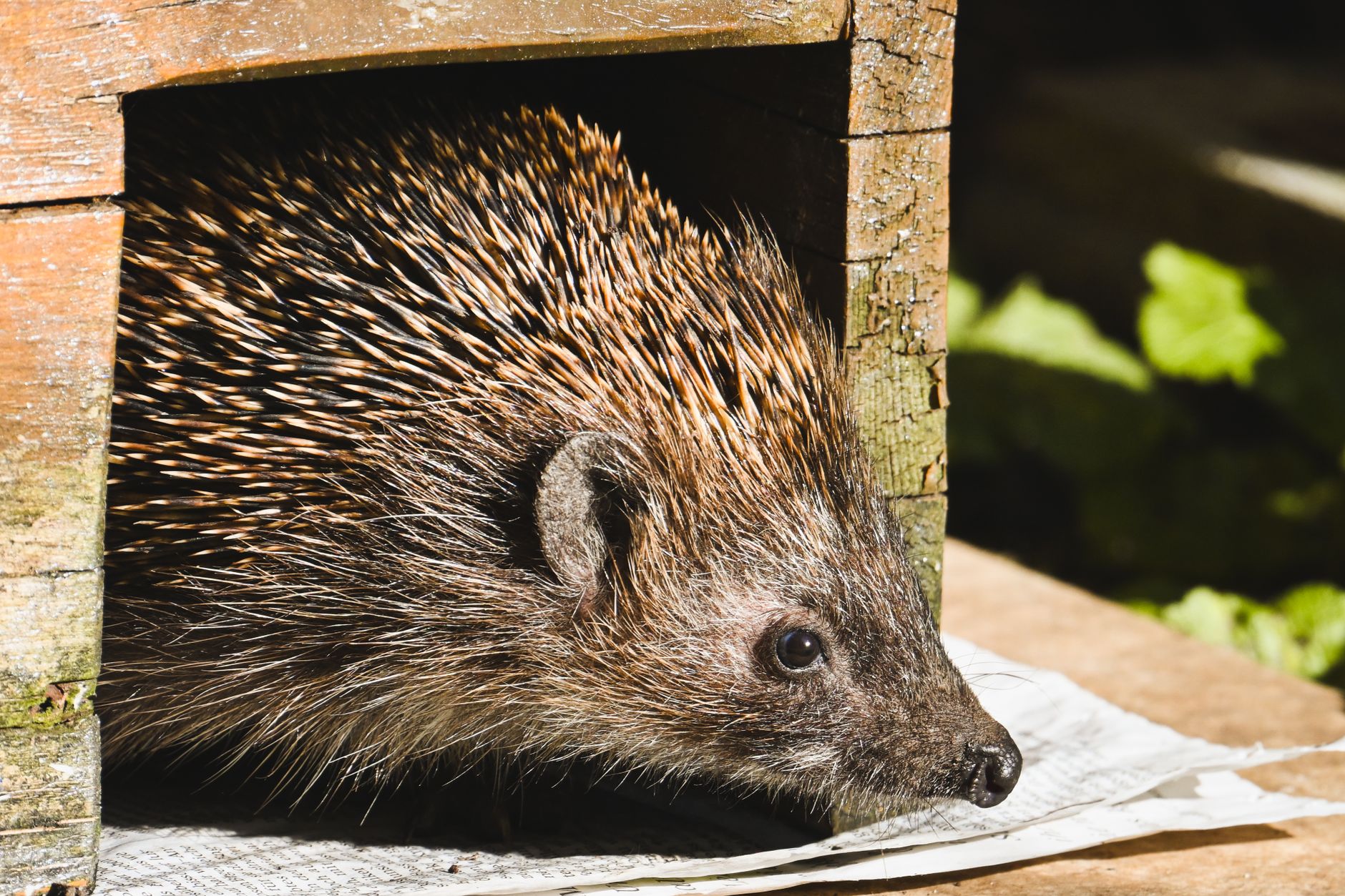 Hedgehog