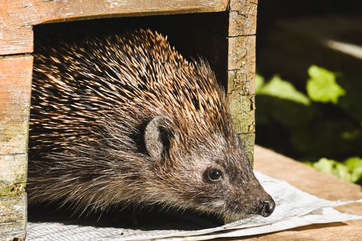 hedgehog photo