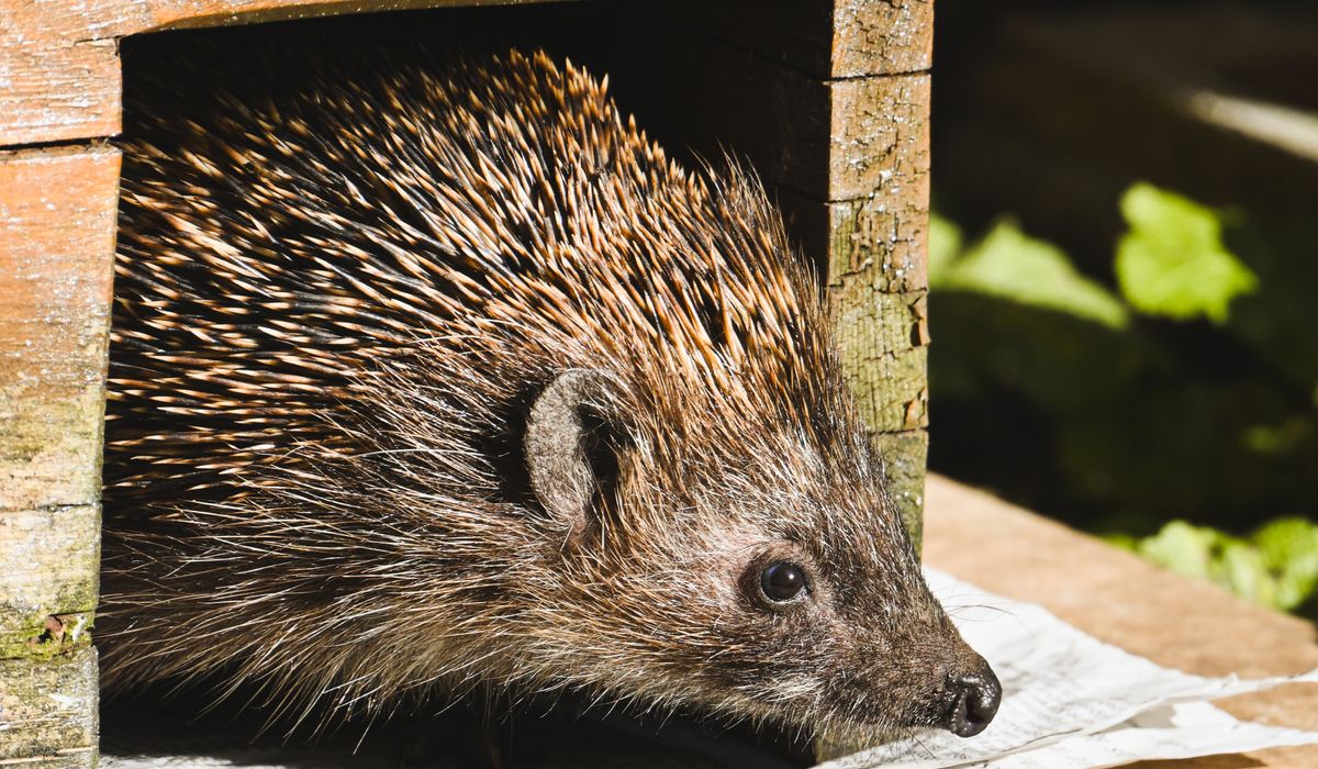 Hérisson sortant d'un abri en bois dans un jardin