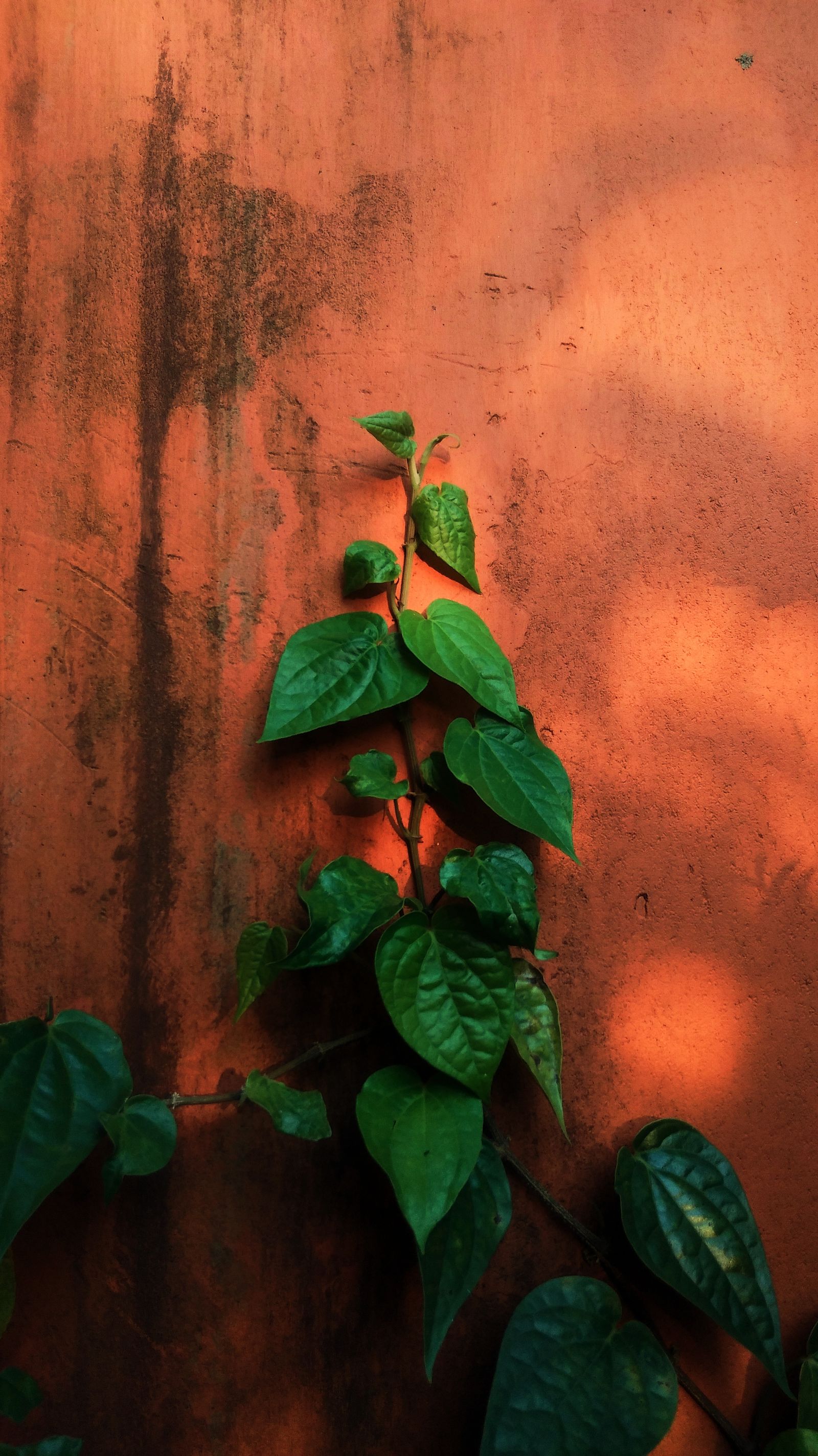 Photography Background Photos, Download The BEST Free Photography ...