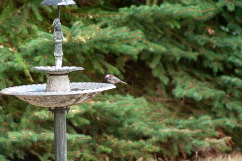 Free A chickadee rests on a birdbath adorned with a statue in a lush garden setting. Stock Photo